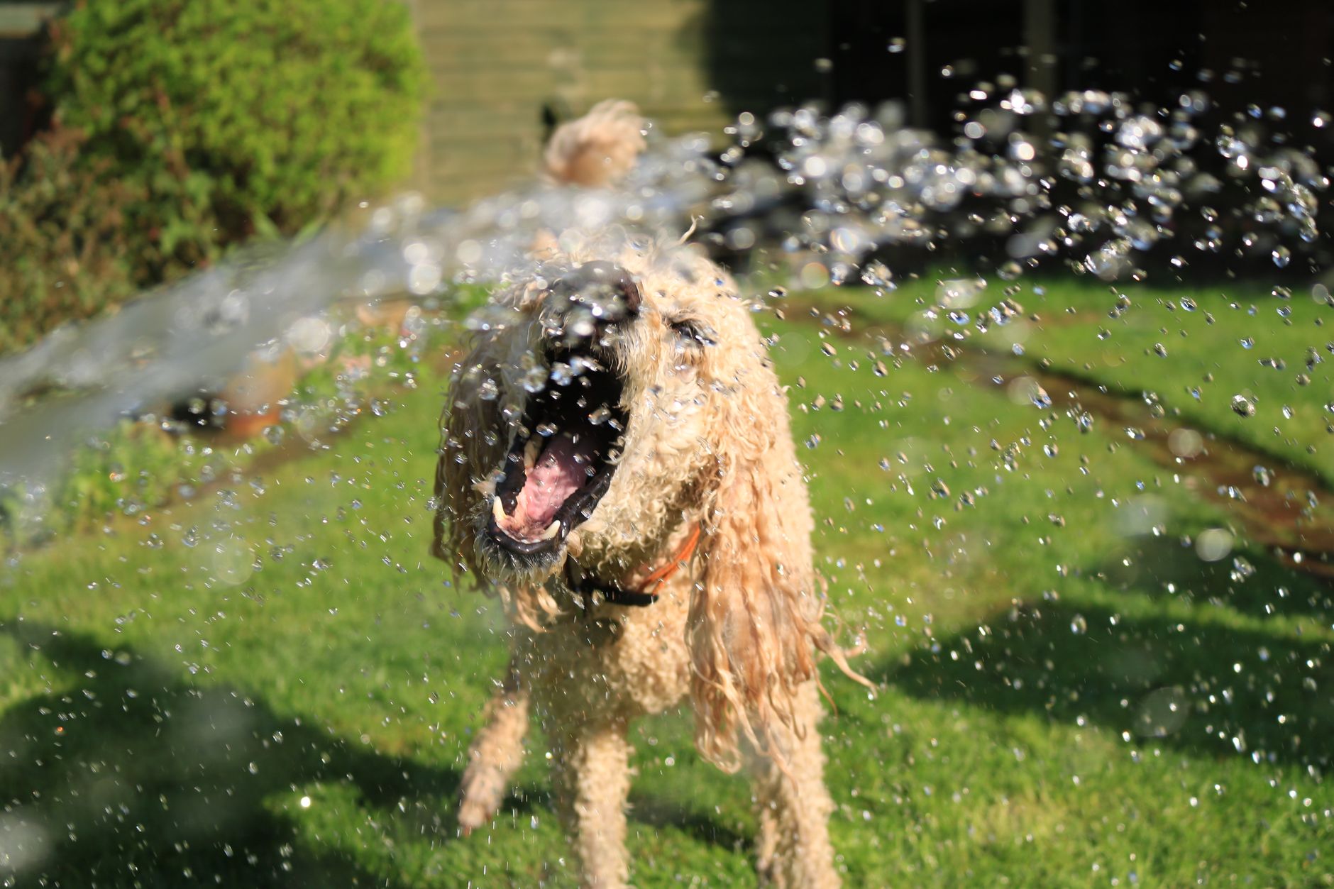 pet summer, cool pet, summer pet safety