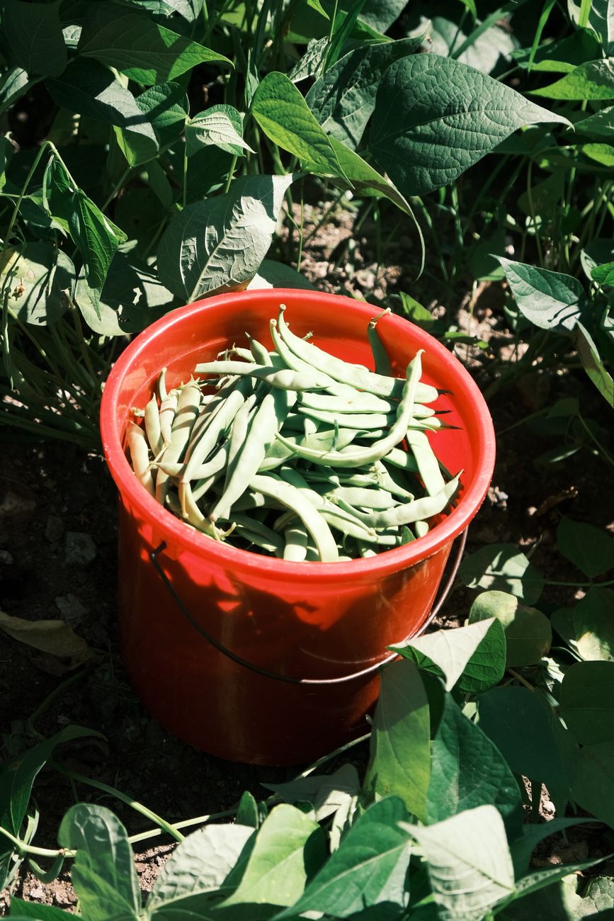 vegetable garden, start garden, beginner garden
