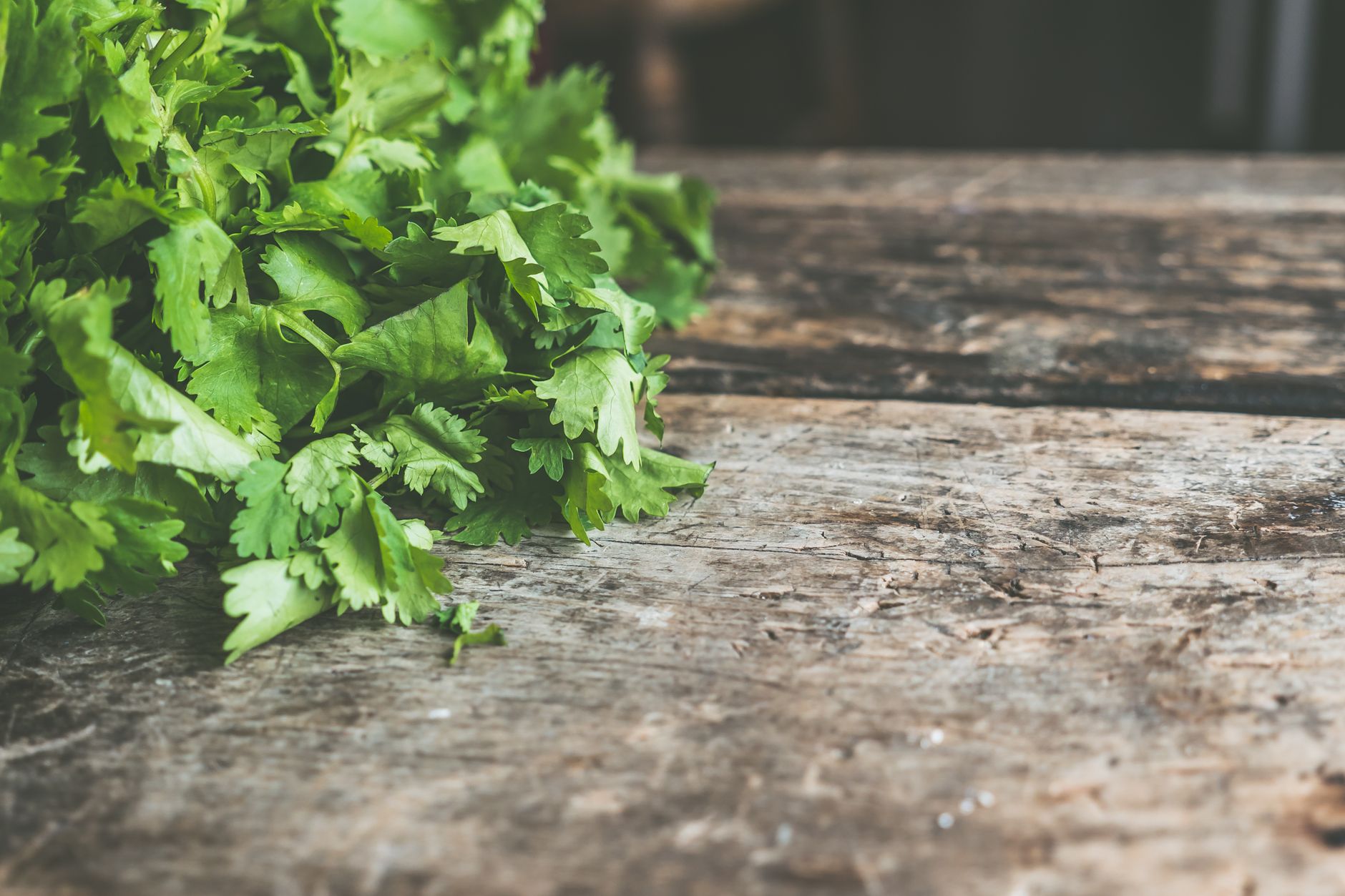 keep cilantro fresh, cilantro storage, herbs fridge storage