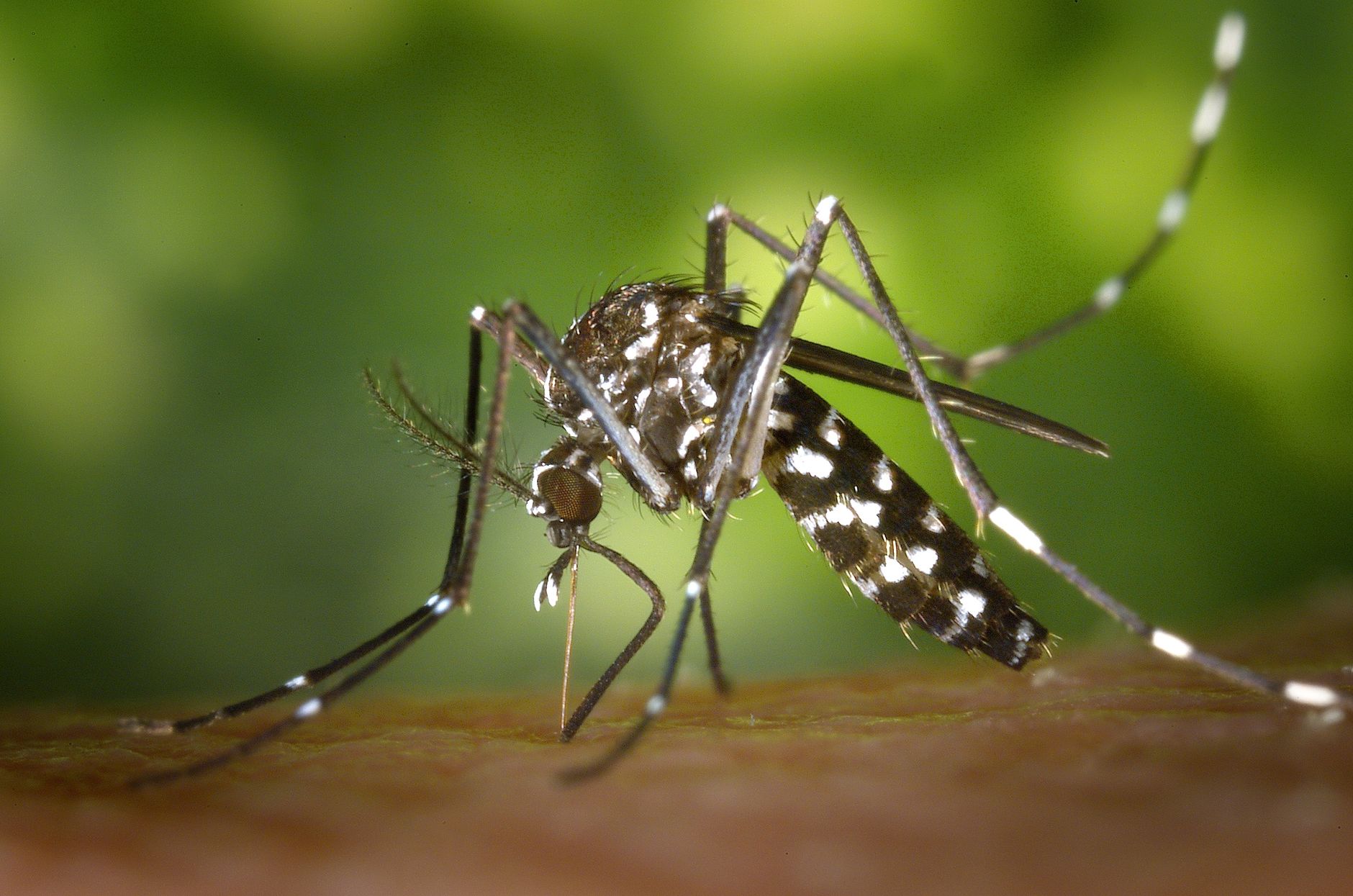 mosquito repellent, natural mosquito, mosquito hack