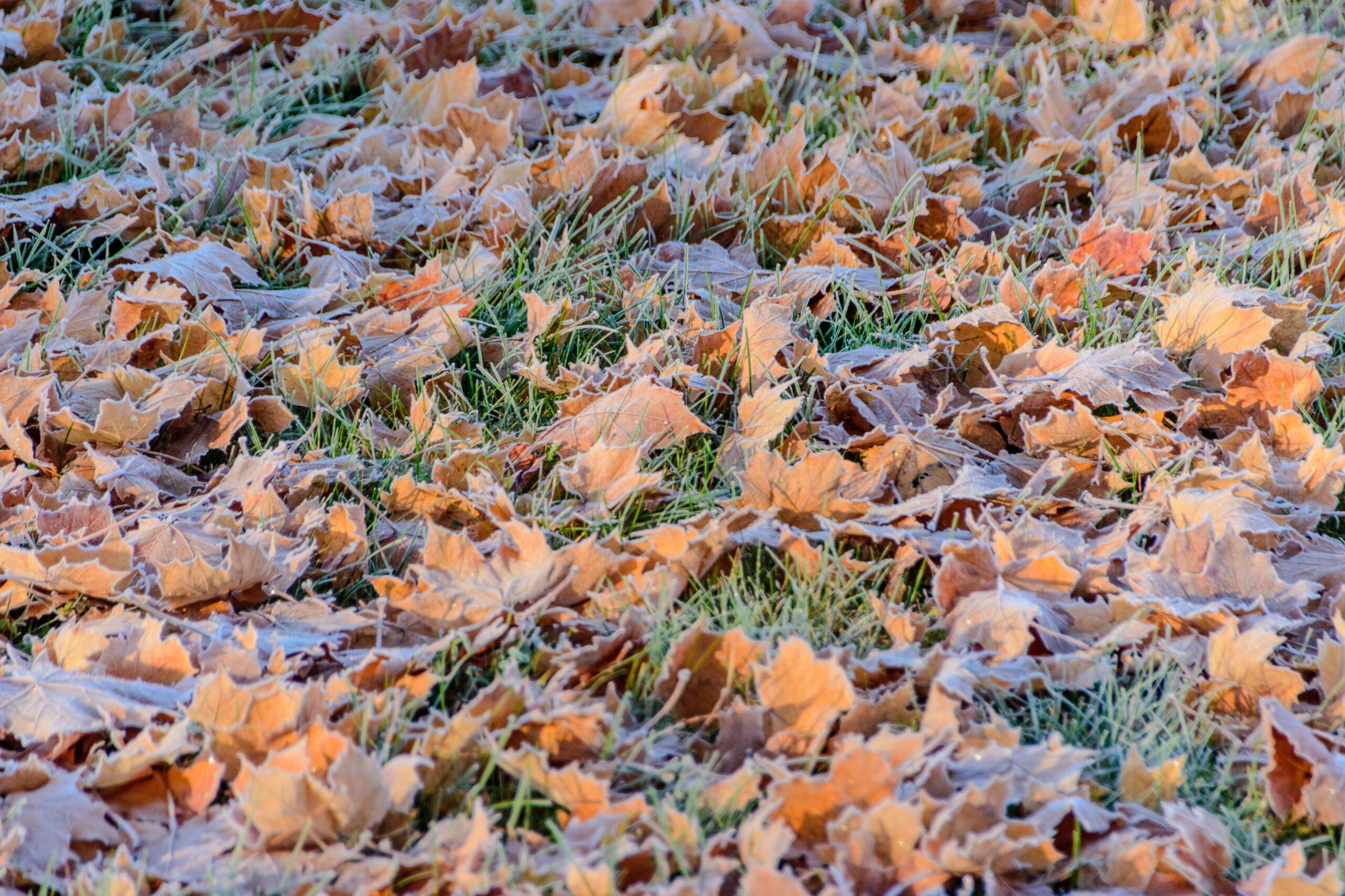 Crisp autumn leaves with frost on grass, showcasing early winter's arrival.