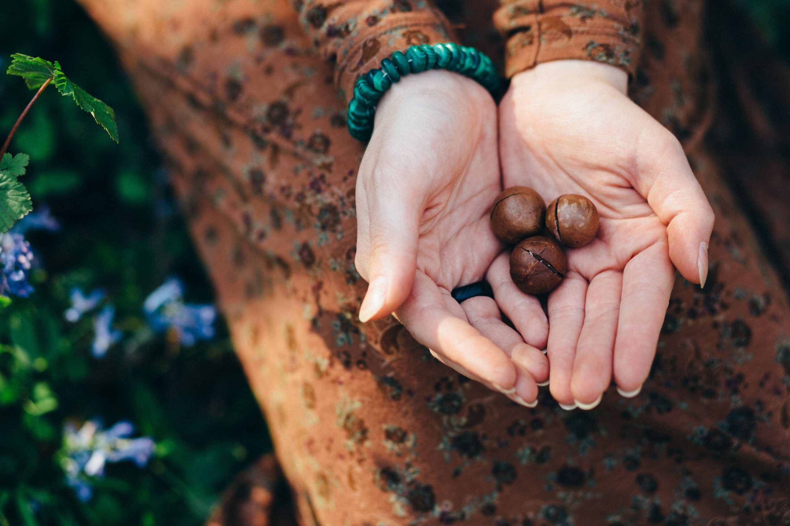 Close-up of hands holding macadamia nuts, showcasing nature's bounty.