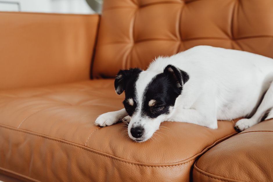 Cleaning leather sofa with proper technique