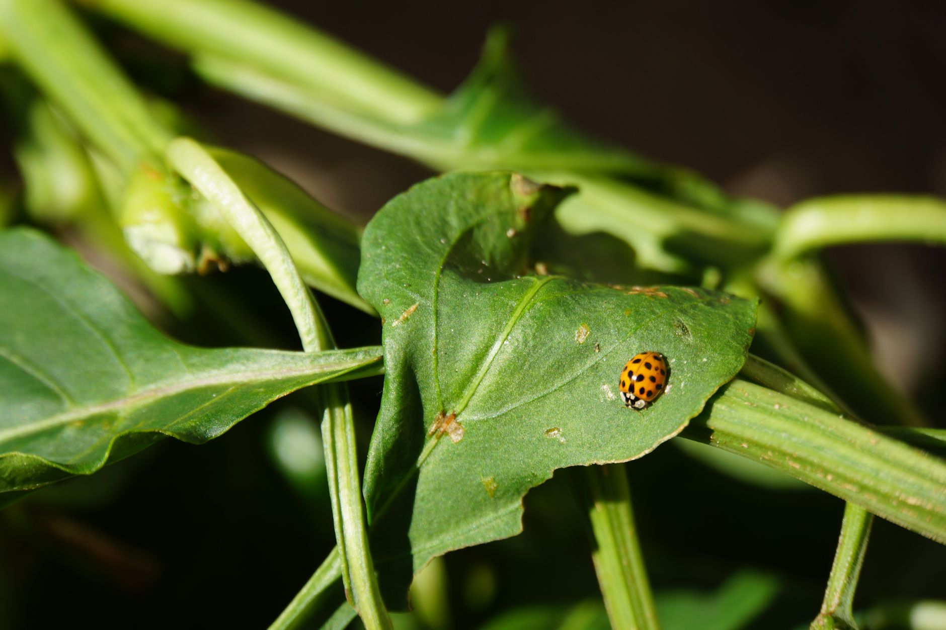 Bay leaves as natural pantry moth repellent