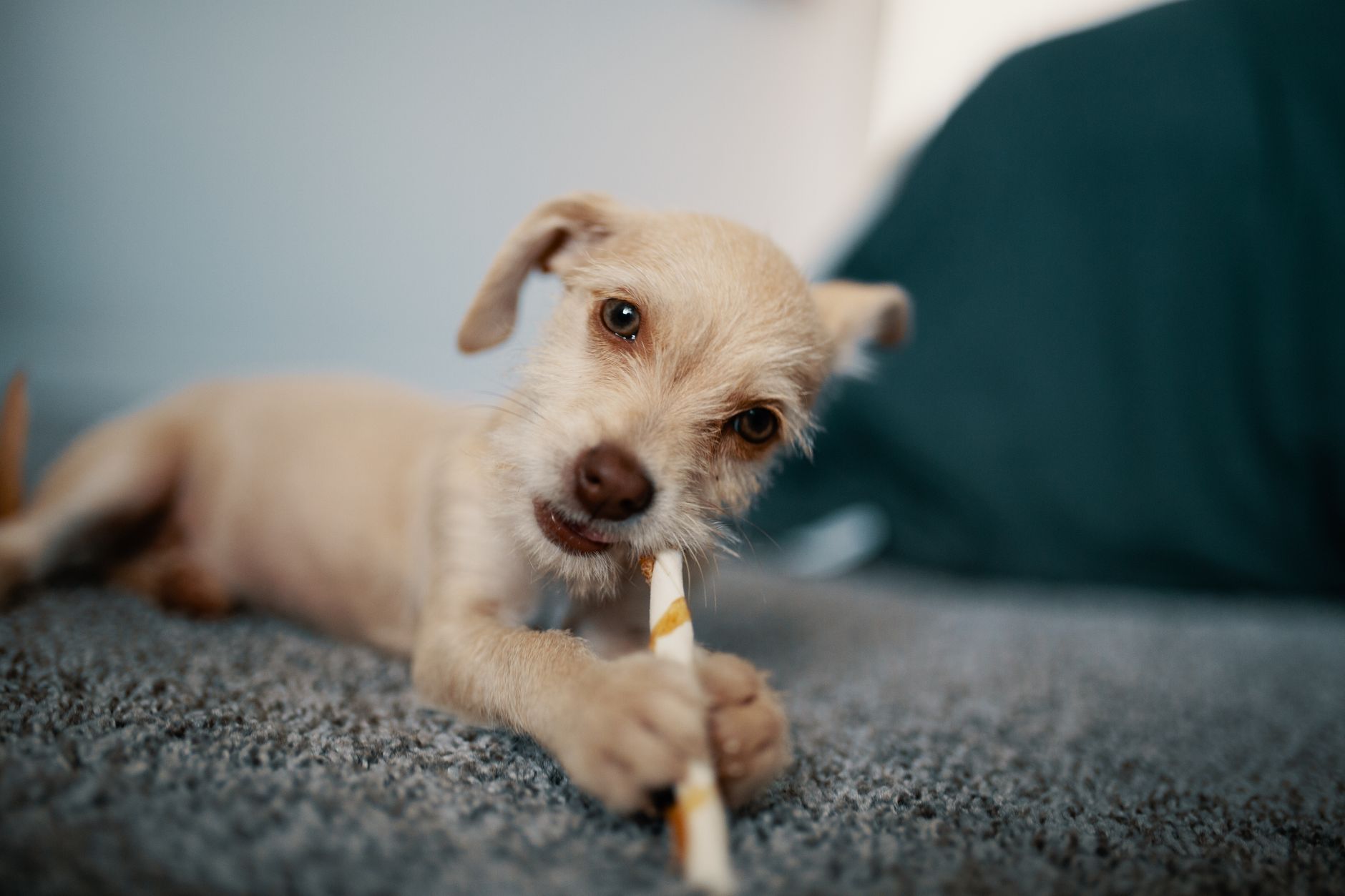 Carpet cleaner machine being used in a pet-friendly home