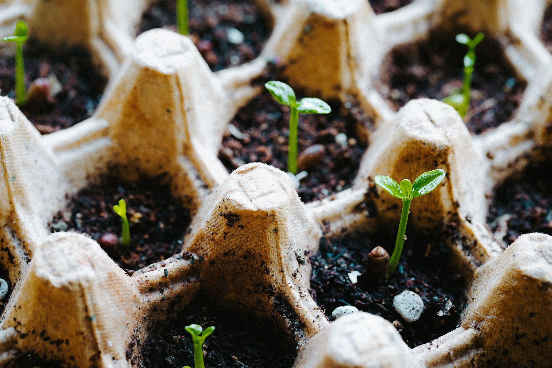 Seedlings growing in recycled containers on windowsill