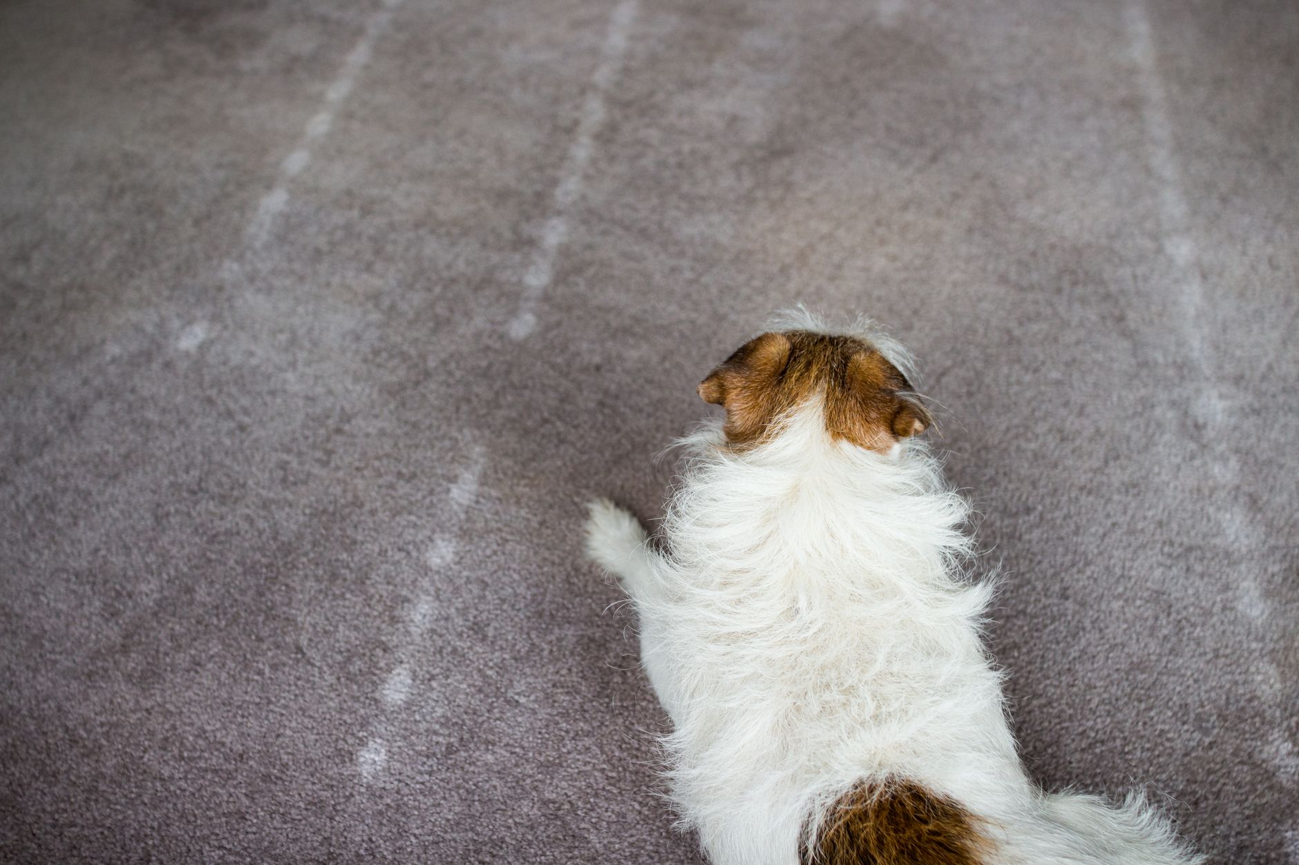 carpet stain, hydrogen peroxide, baking soda, spot cleaning, upholstery