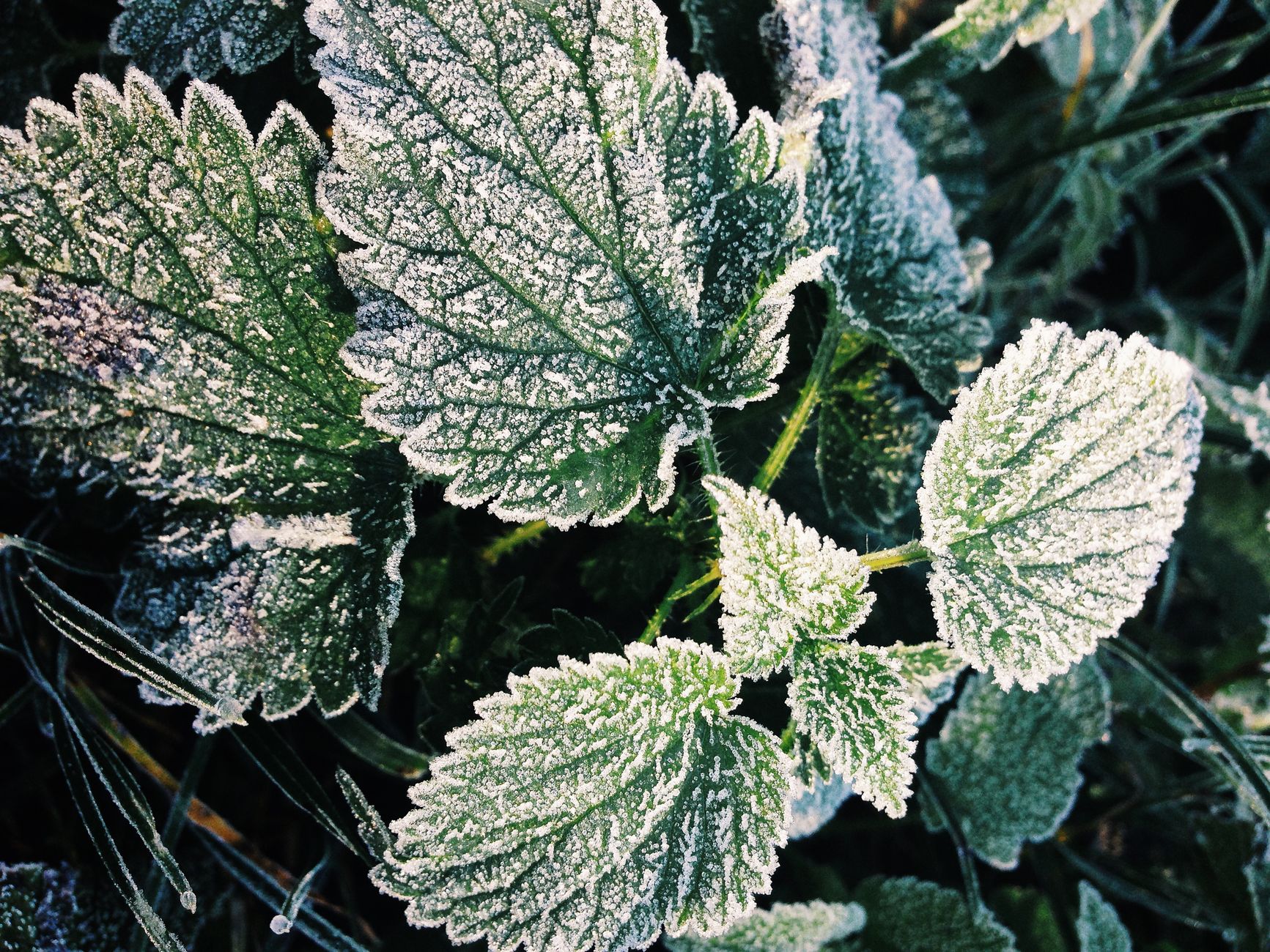 frost protection, garden emergency, plant covers DIY