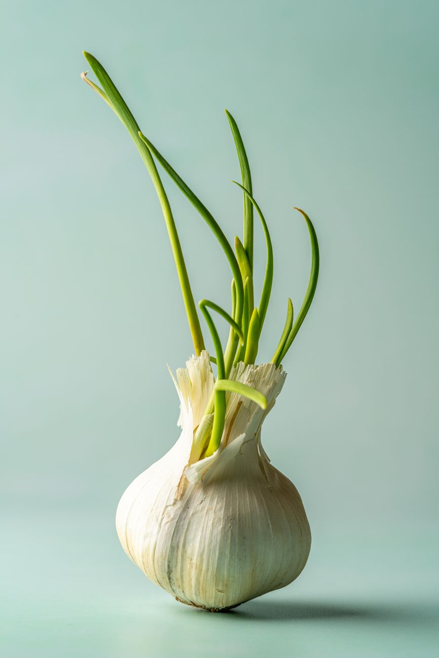 garlic storage, keep garlic fresh, prevent sprouting