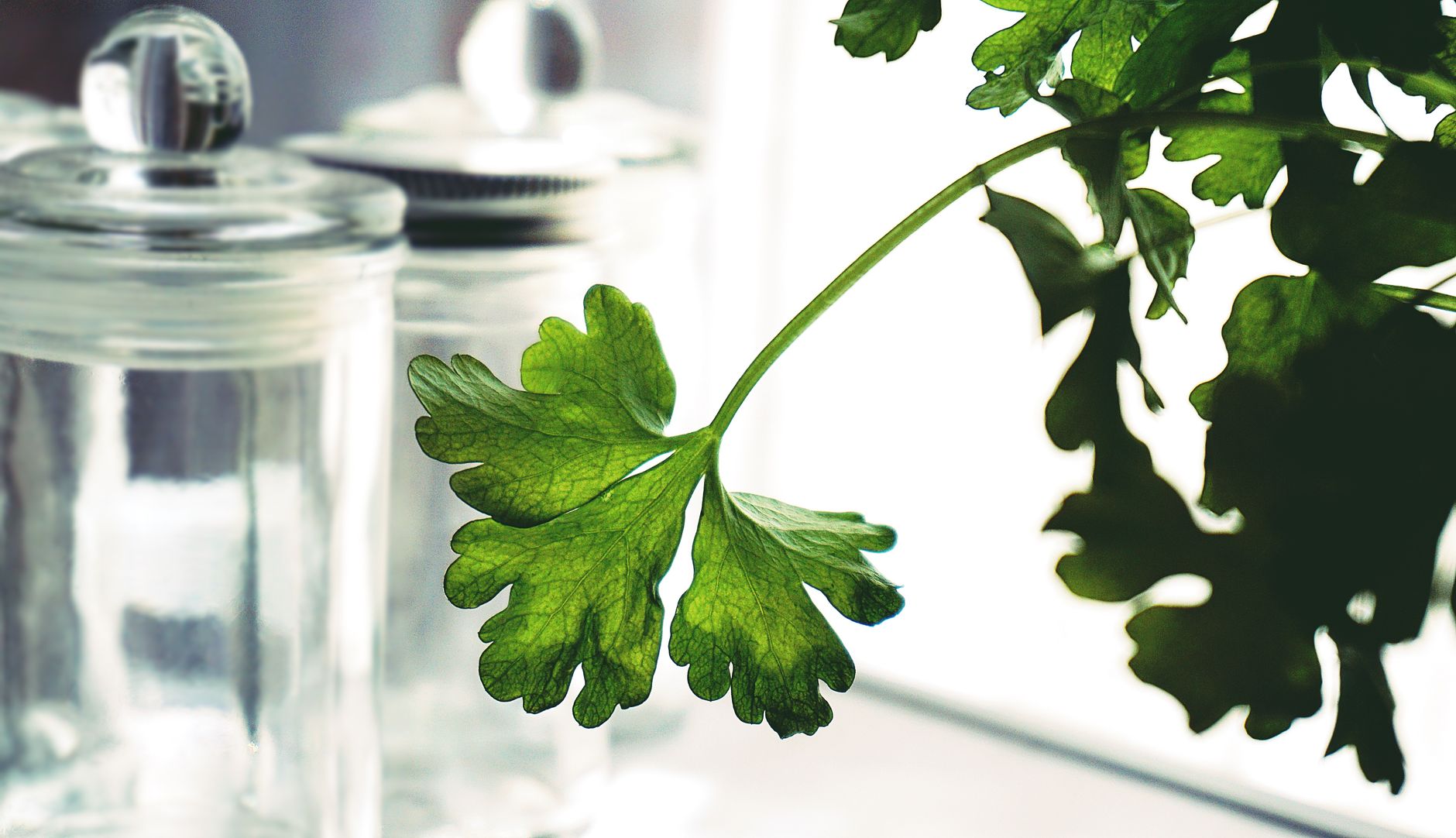 store fresh herbs, keep herbs fresh, cilantro storage, herb preservation, kitchen storage hack