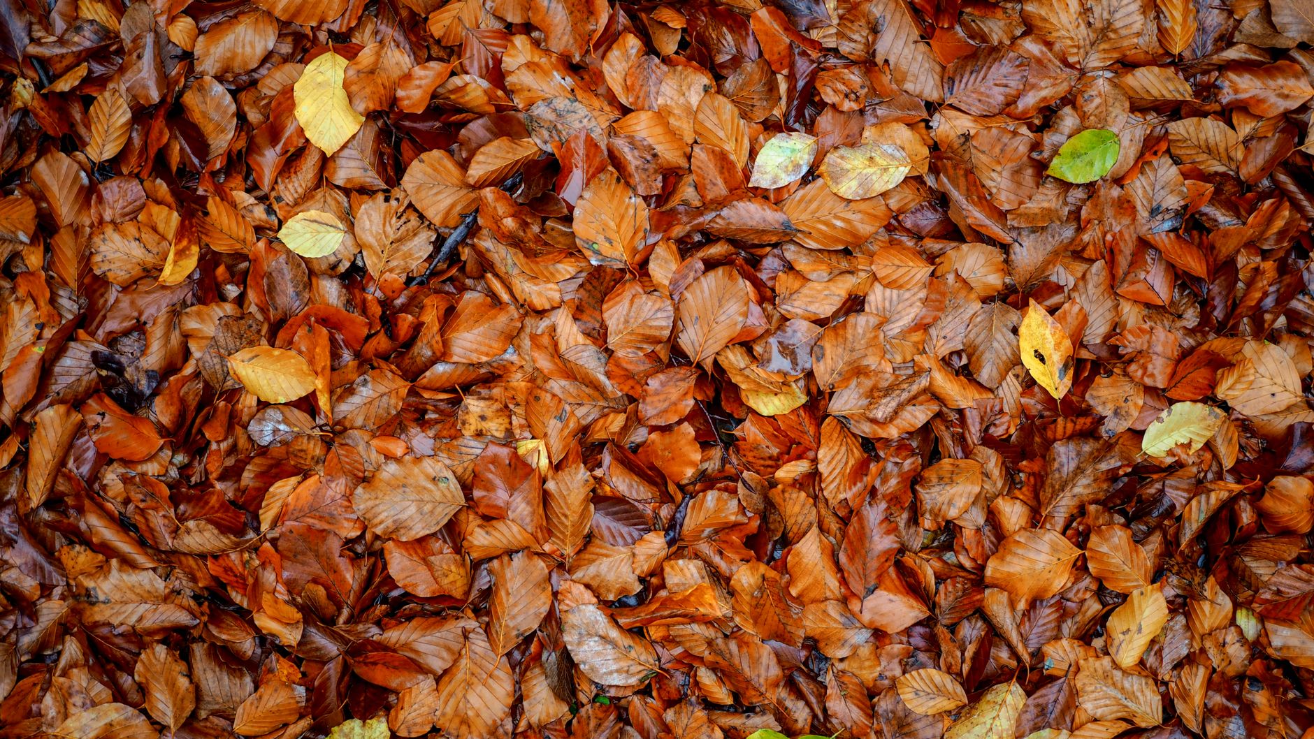 fallen leaves, autumn, yard, mulch, garden