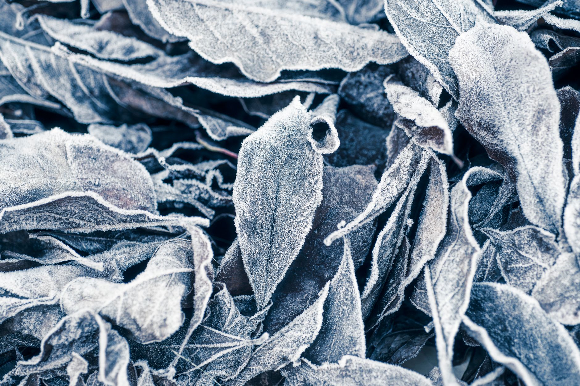 frost protection, plant cover, cold snap, seasonal garden