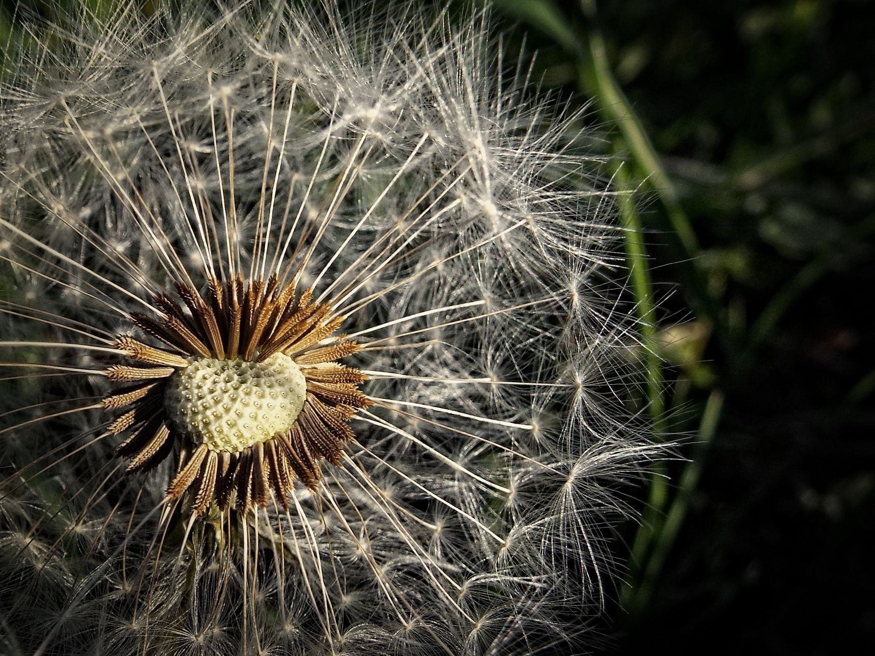 spring allergy, pollen proof, allergy relief, seasonal spring