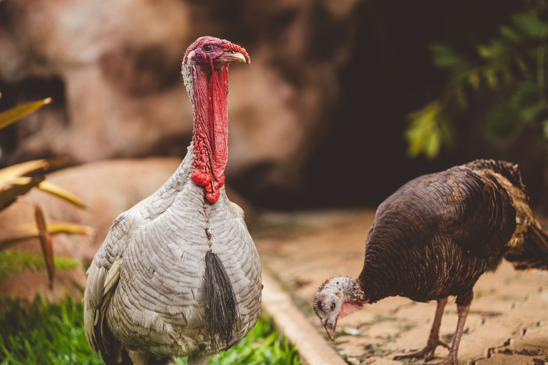 Thanksgiving turkey, turkey hack, holiday cooking, seasonal
