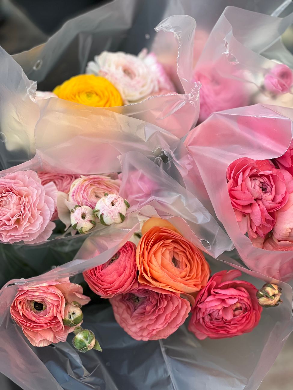 cut flowers, flower fresh, bouquet care, seasonal tip