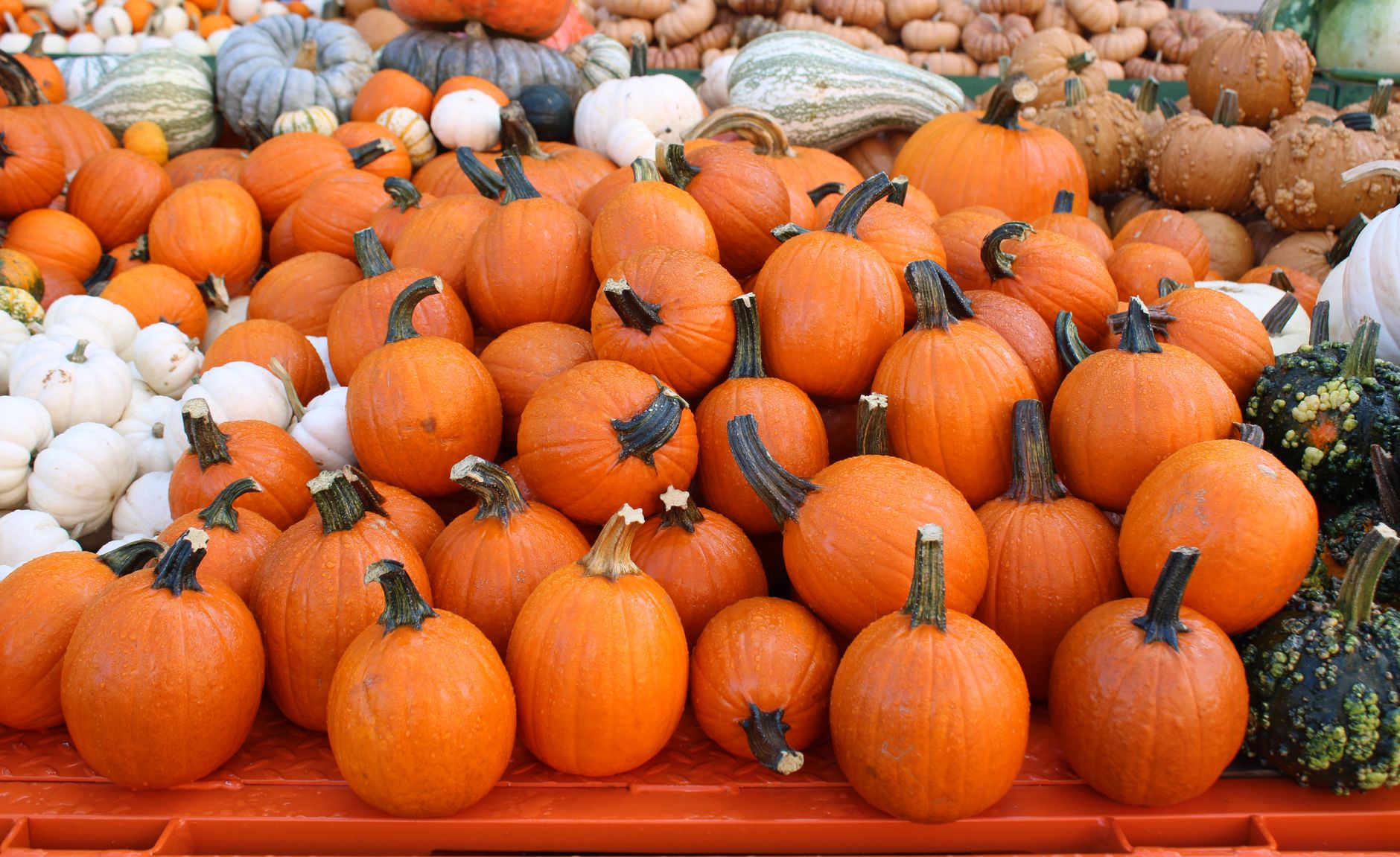 pumpkin uses, pumpkin ideas, fall pumpkin, leftover pumpkin