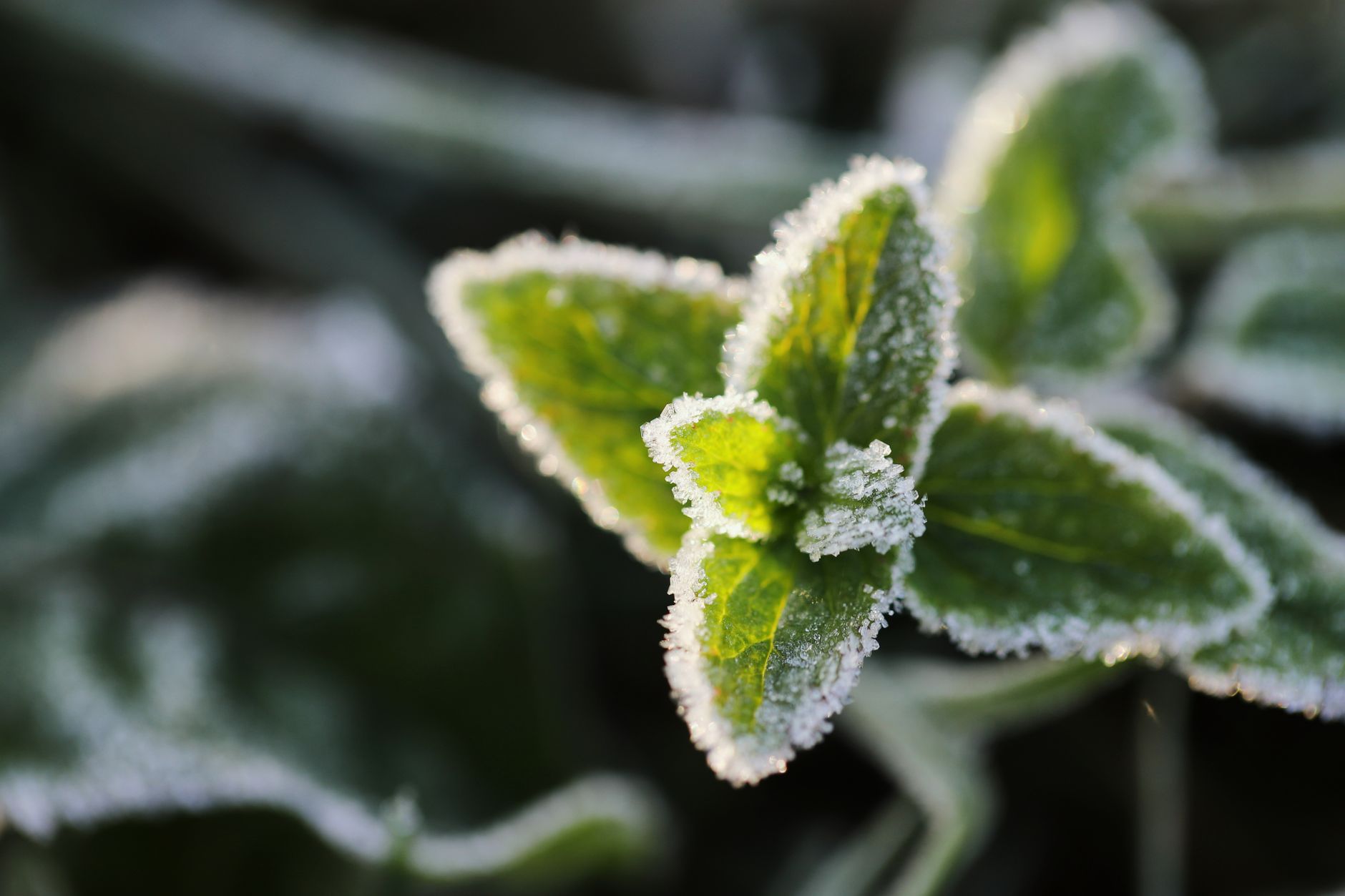 garden, frost, protection, autumn, plants