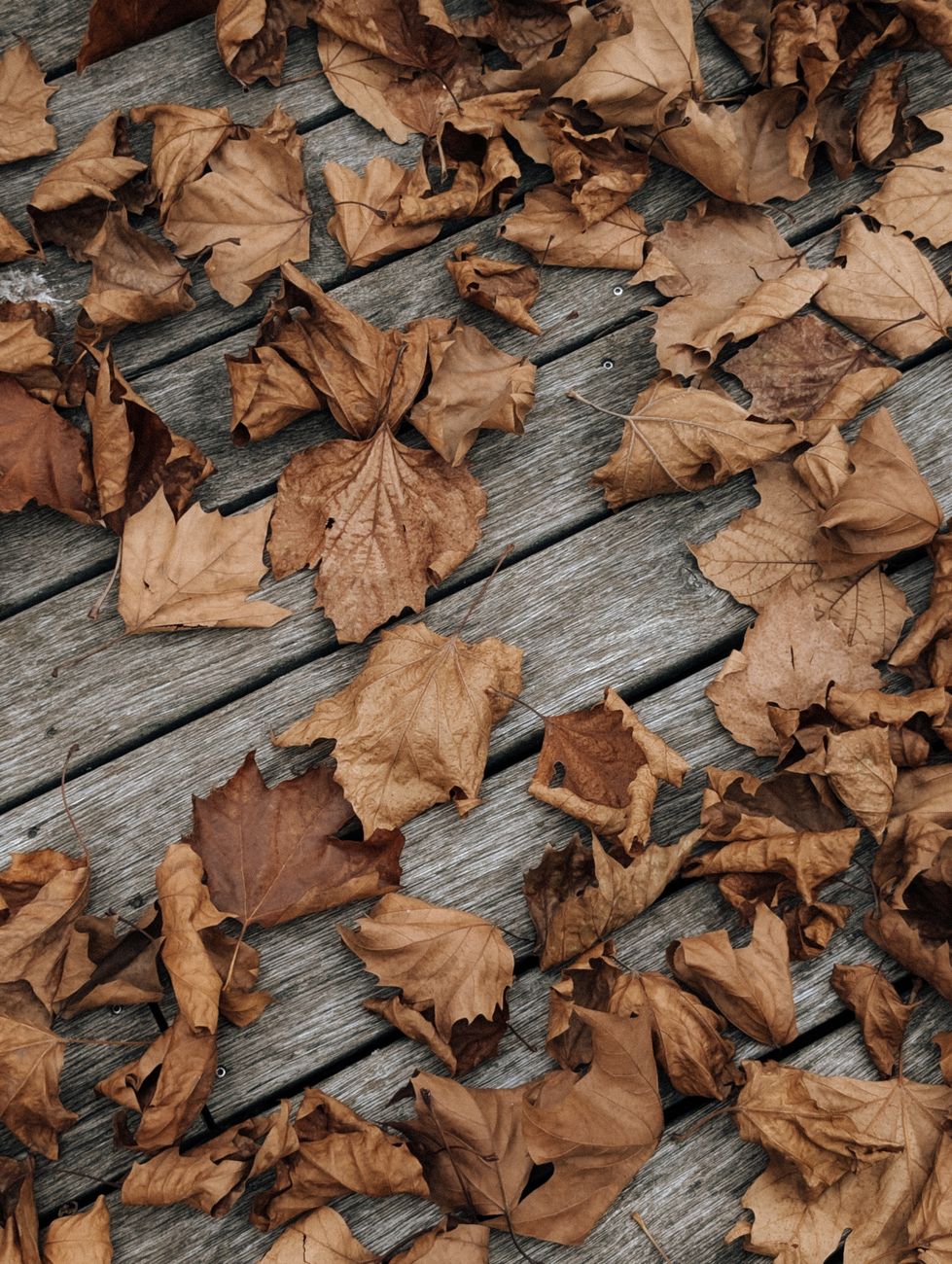 leaf cleanup, fall leaves, yard work, seasonal autumn
