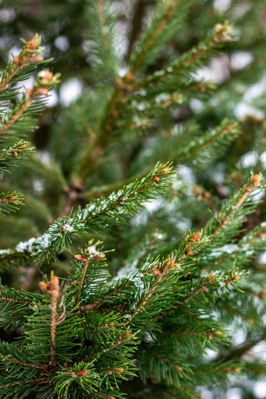 christmas tree, keep fresh, water stand, sugar water, needle retention