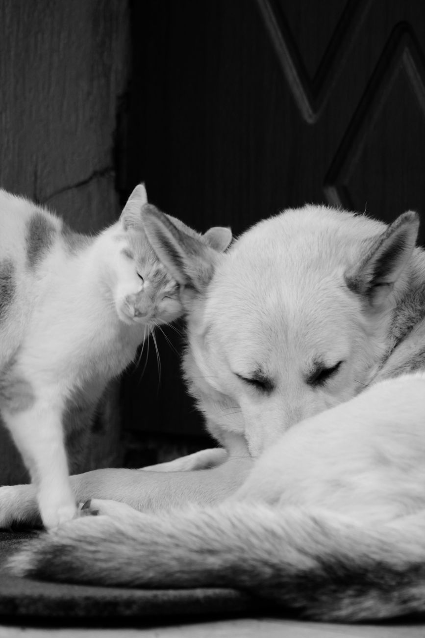dog cooling, cat summer, pet heat safety, water tricks
