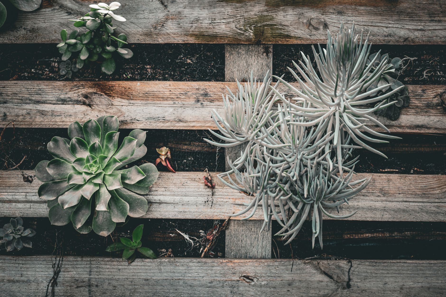 raised garden bed, pallet garden, DIY planter, free wood pallets