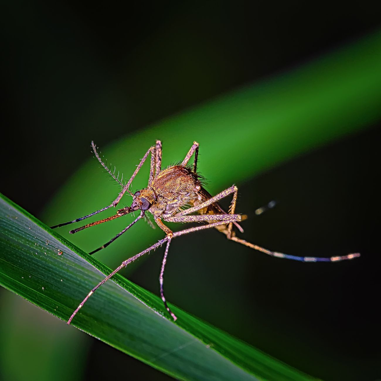 mosquitoes, yard, summer, pest control, prevention