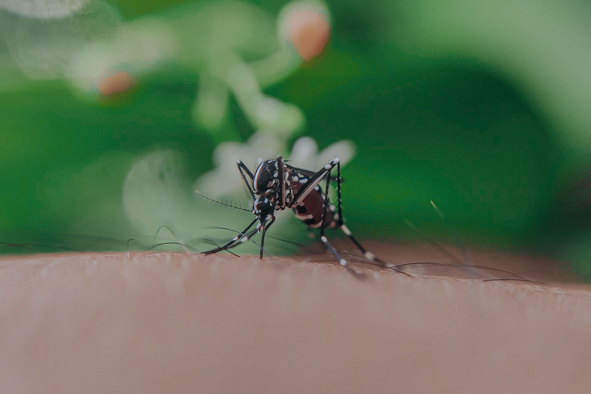 mosquito repellent, mesh bag, herbs, patio hack, outdoor summer