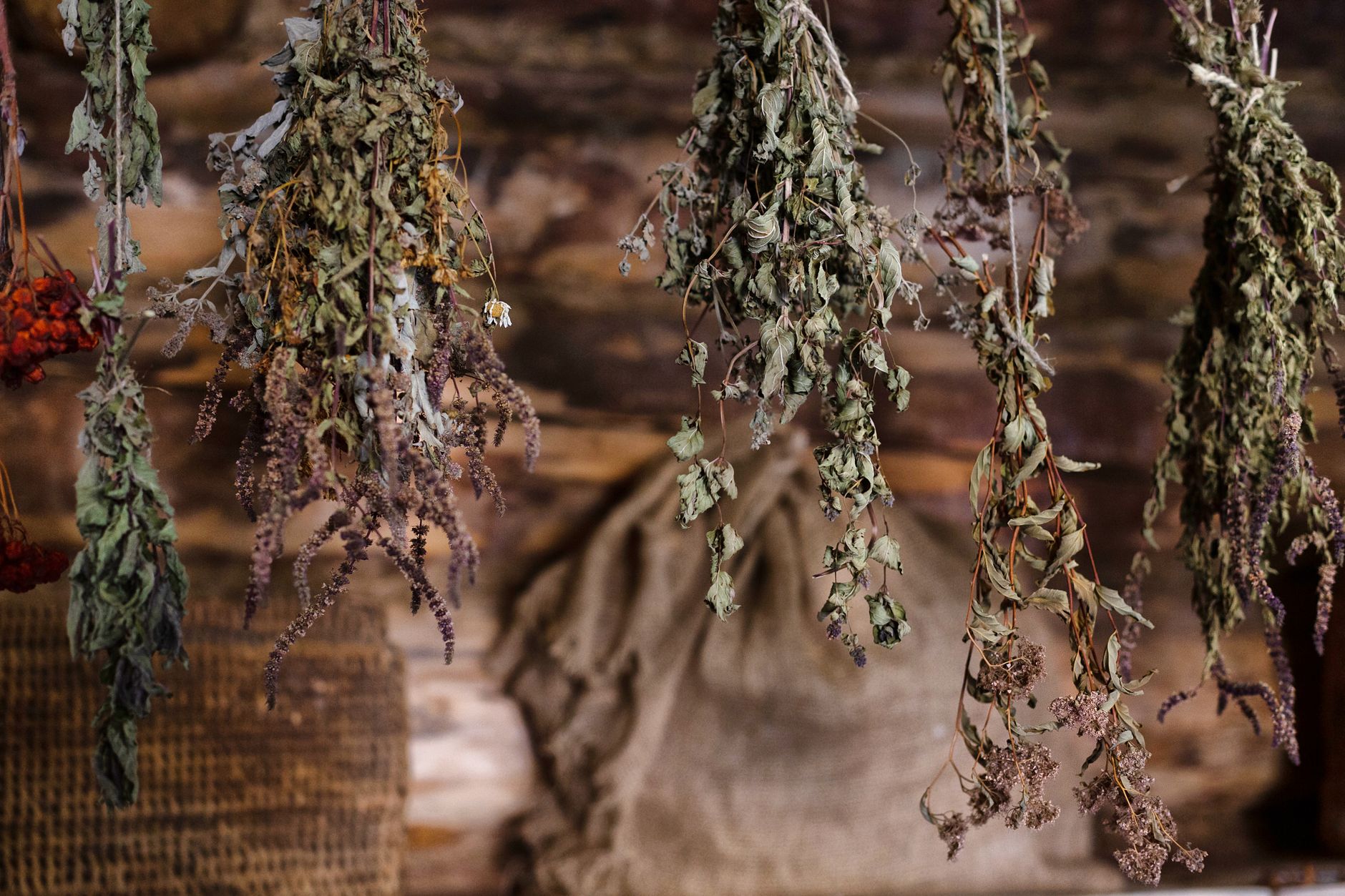 dry herbs, herb drying, garden harvest, seasonal summer