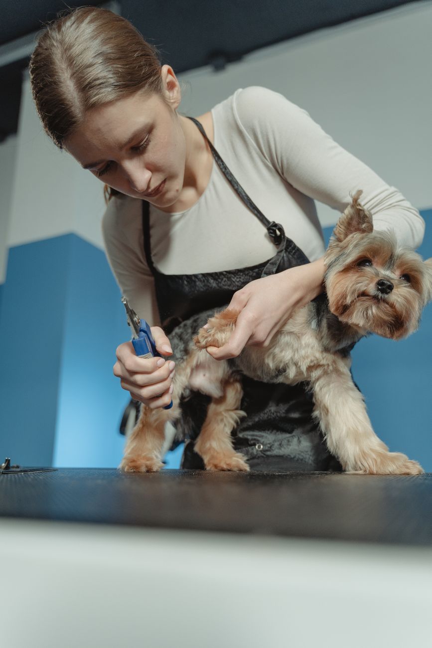 dog nail grinder, quiet motor, anxious dog, Dremel alternative, low noise