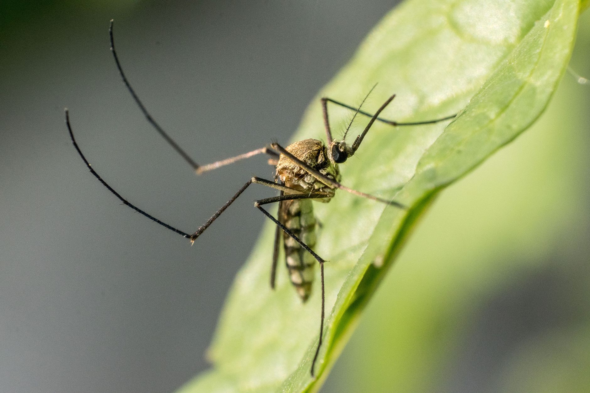 mosquito control, natural mosquito, yard pest, seasonal summer