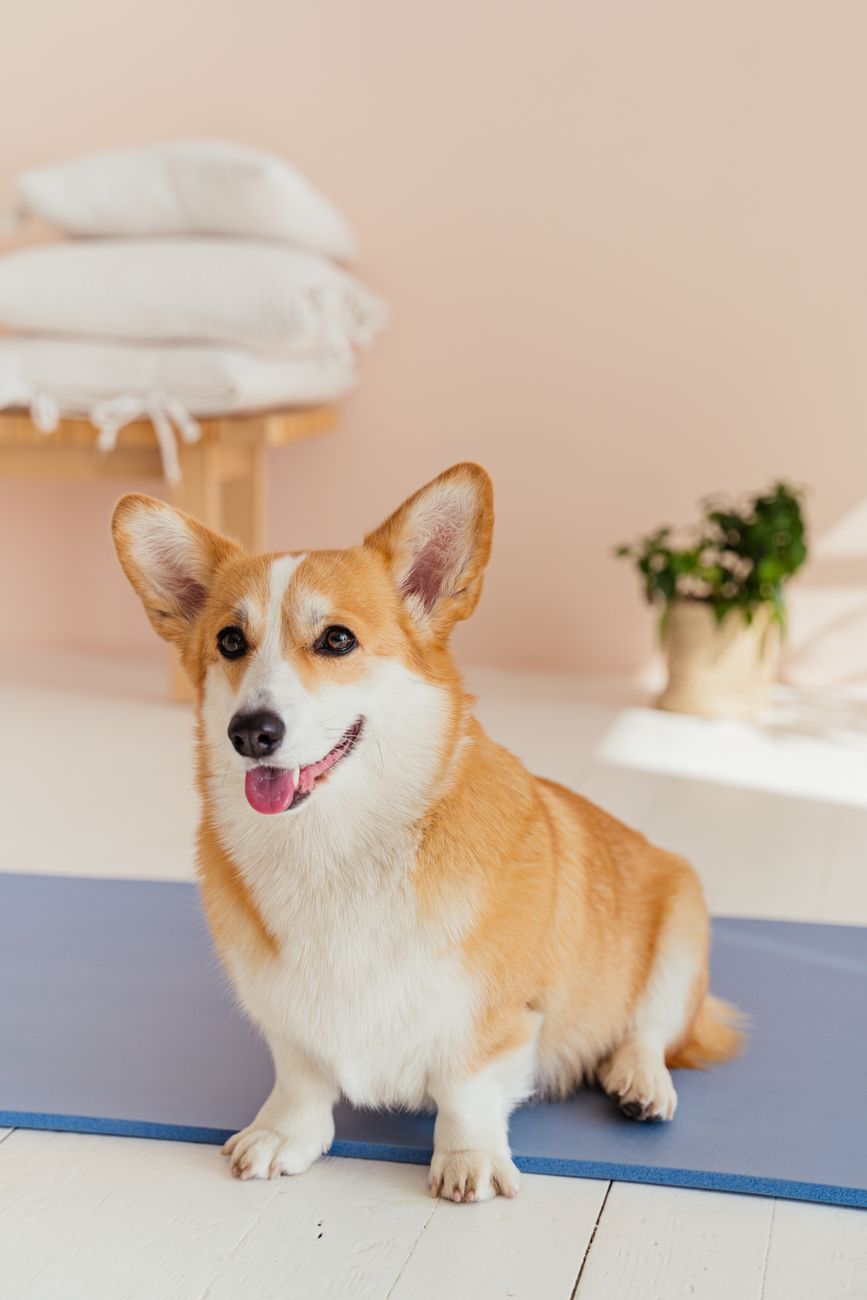pets, summer heat, cool, safety, dogs, cats