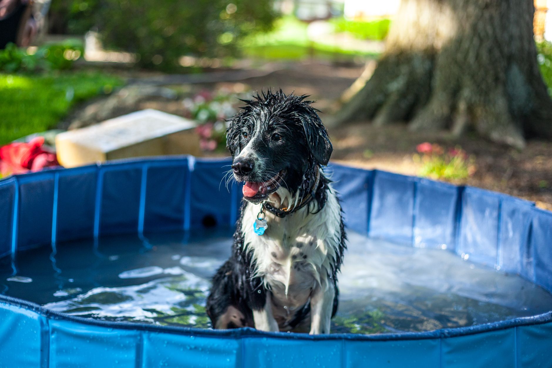 kiddie pool, dog cooling, summer heat, shade tarp, pet hack
