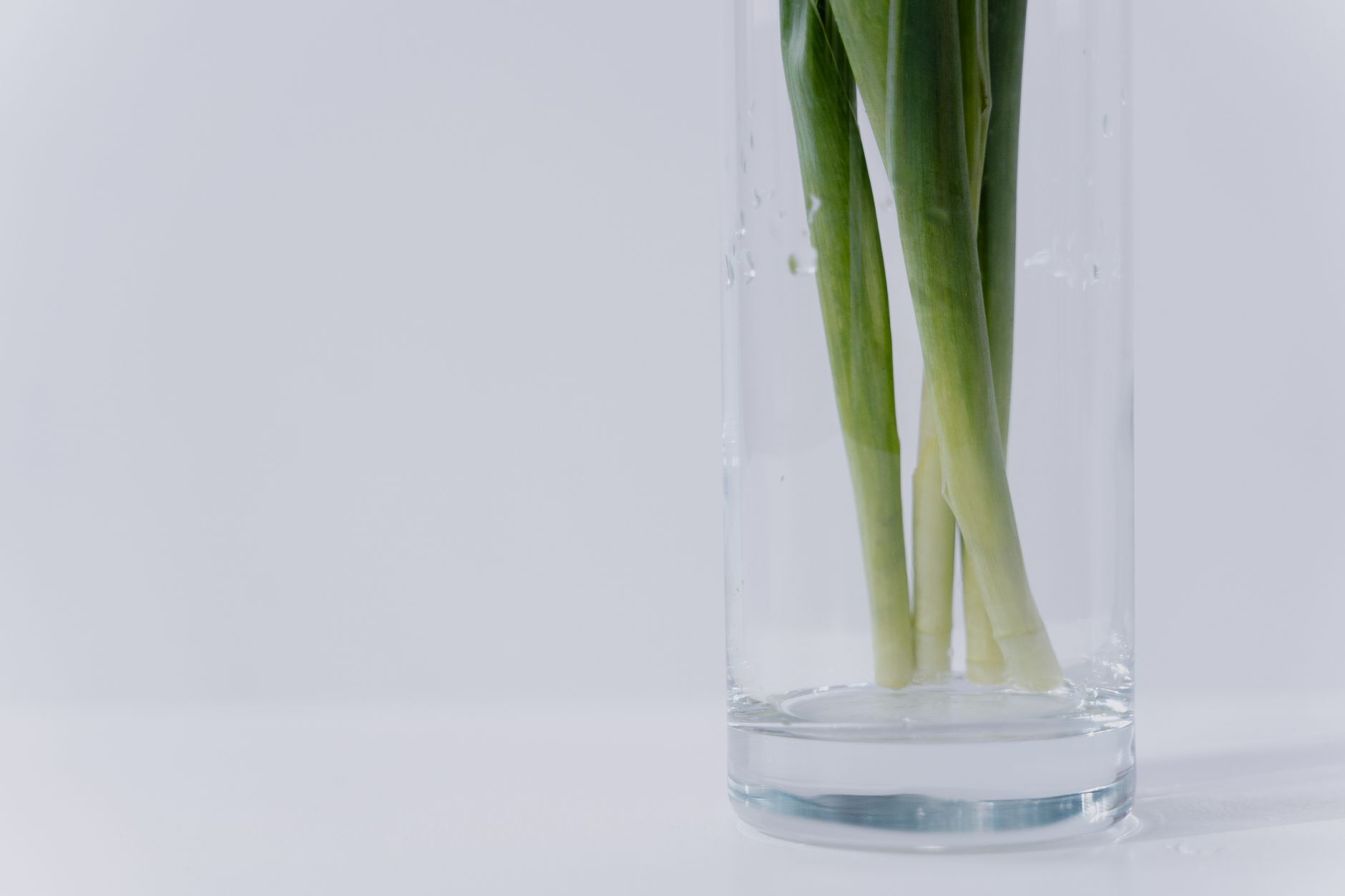 regrow vegetables, kitchen scraps, green onion, lettuce regrow