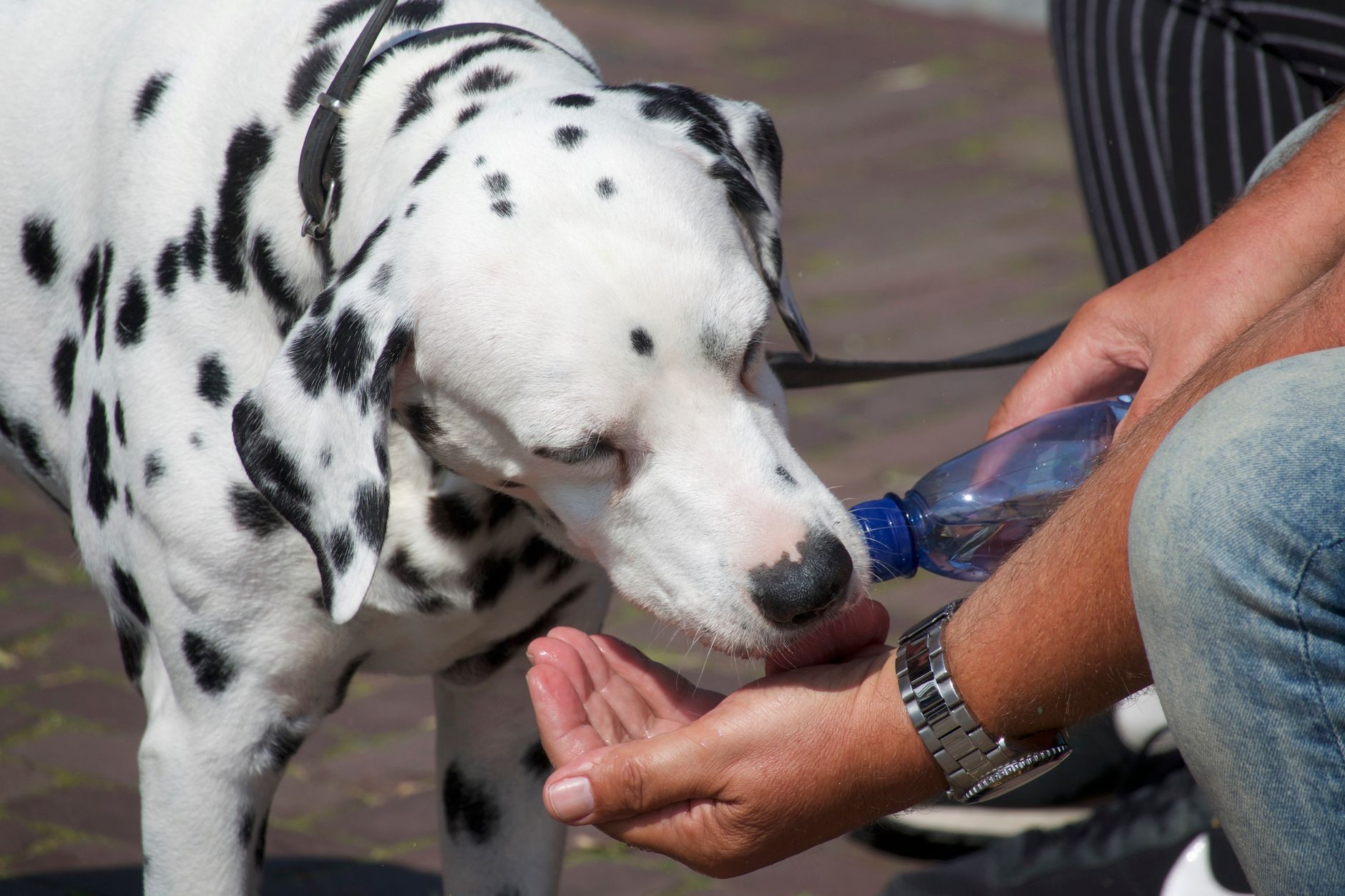 dog, hot walk, cool, summer, heat safety