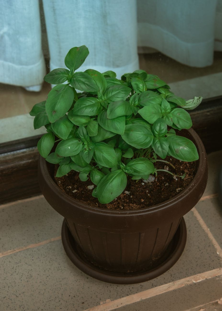 fresh herbs, herb storage, keep herbs fresh, basil storage, kitchen hack