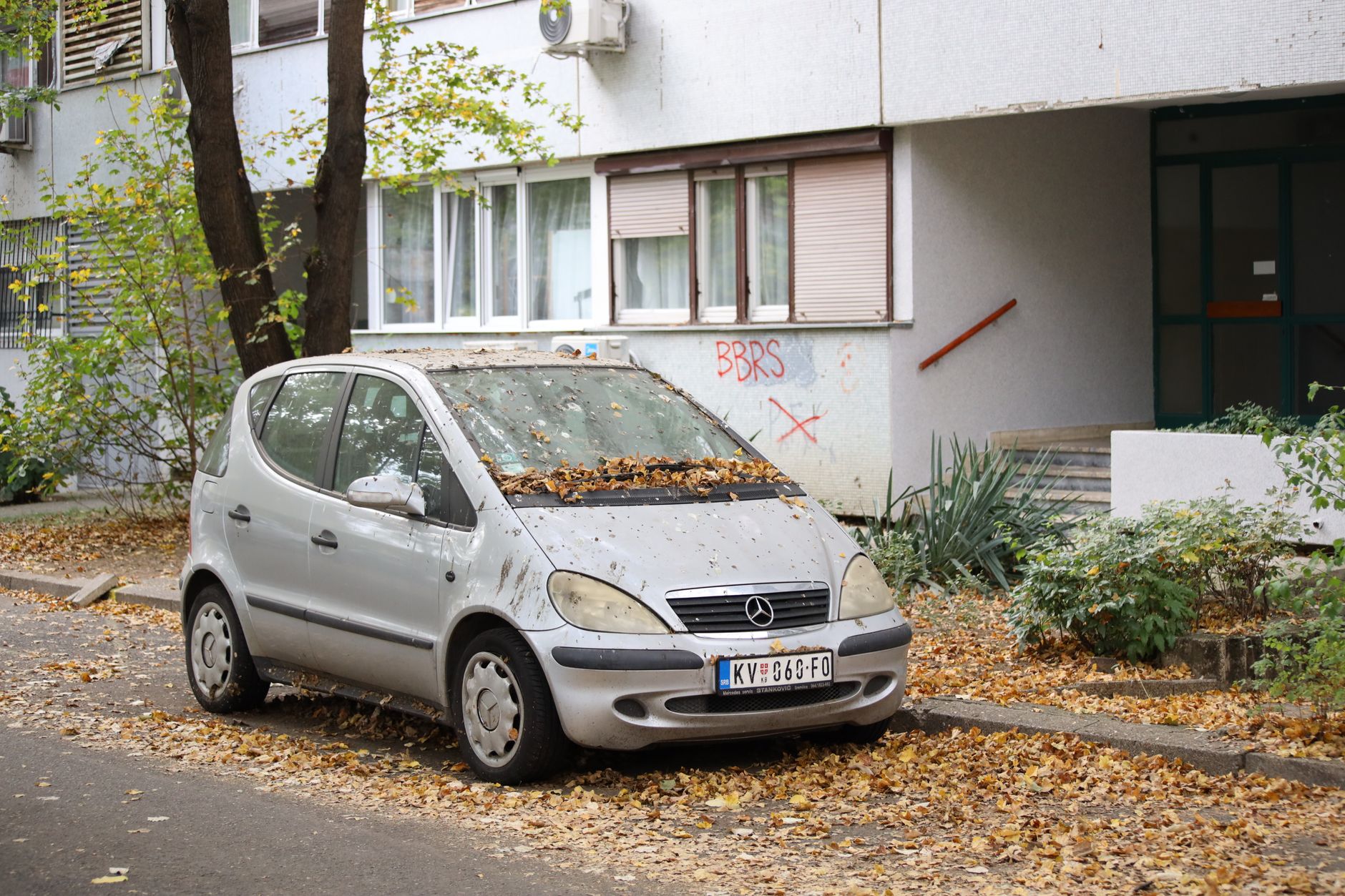 leaves on car, leaf stain, car paint protection