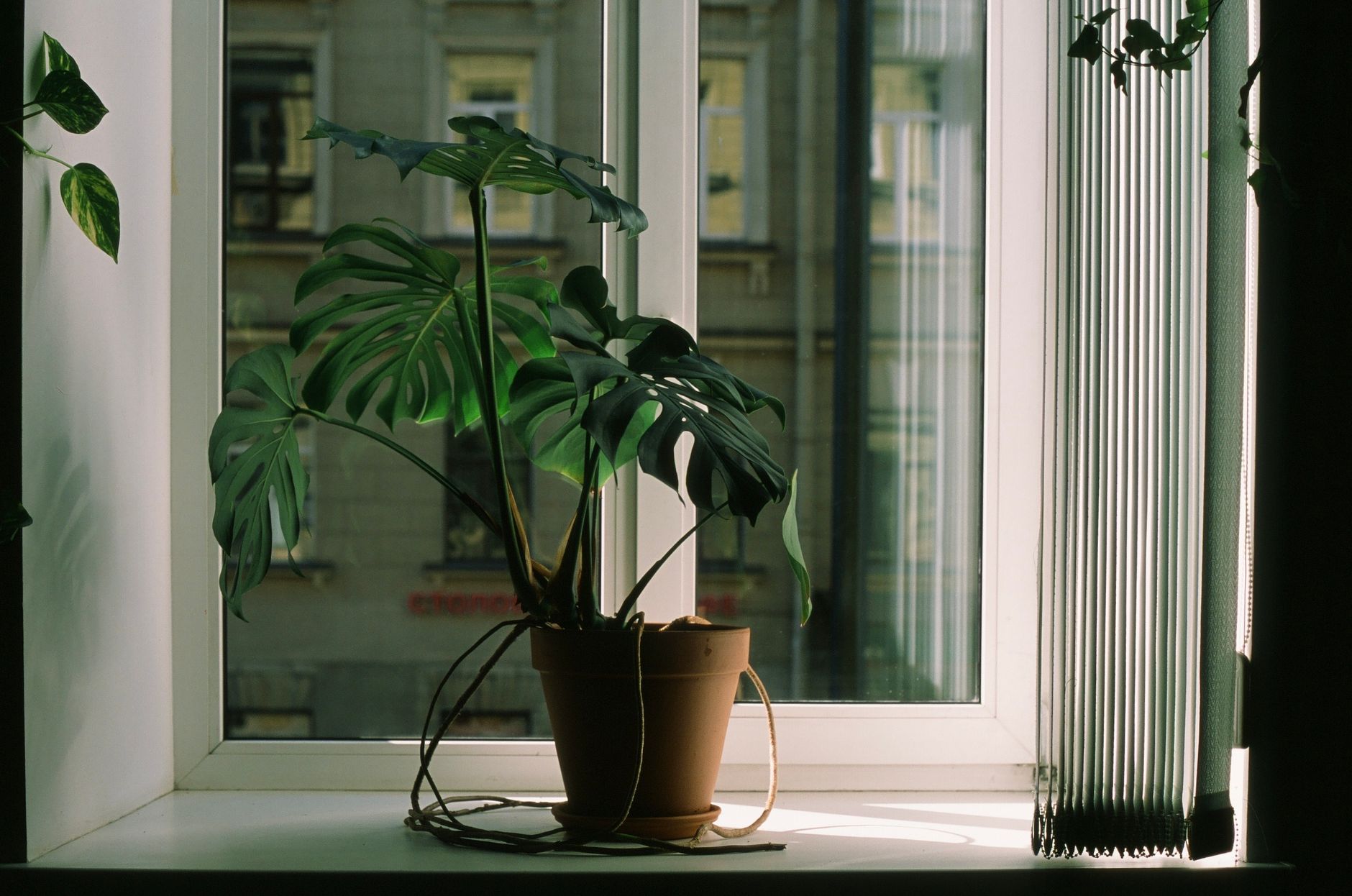 potted plants, bringing plants inside, first frost, overwinter plants, houseplant transition
