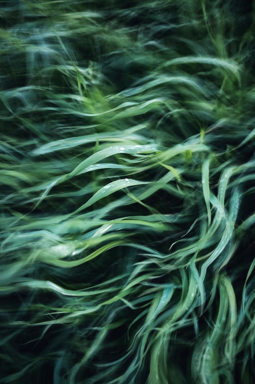 lawn brown, august, summer, grass, water