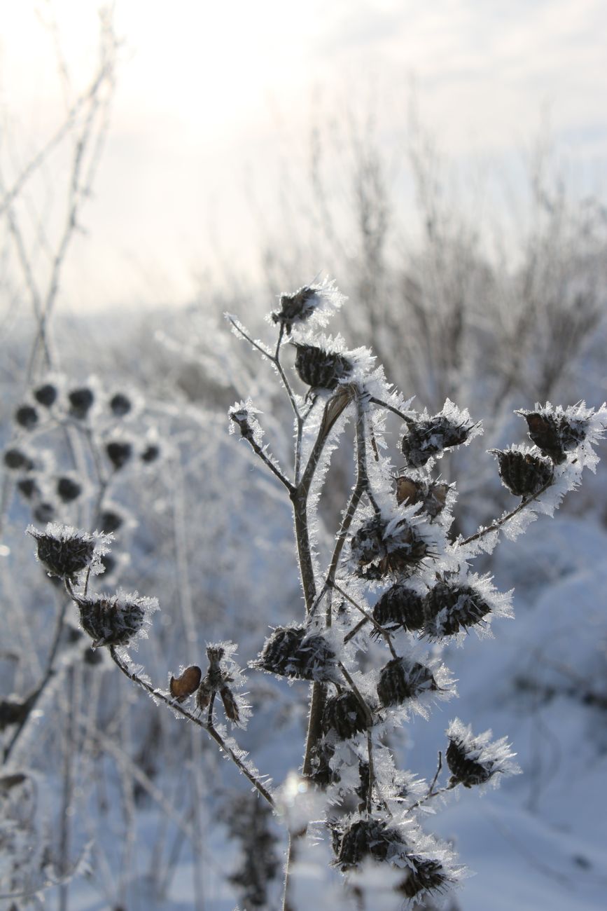 porch plants, frost protection, cover plants, cold snap