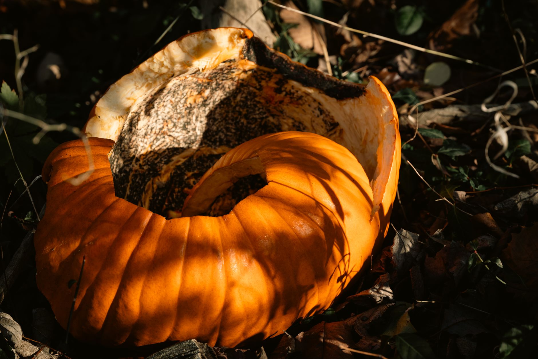 pumpkin rot, bleach spray, vaseline, carved pumpkin, halloween, preserve