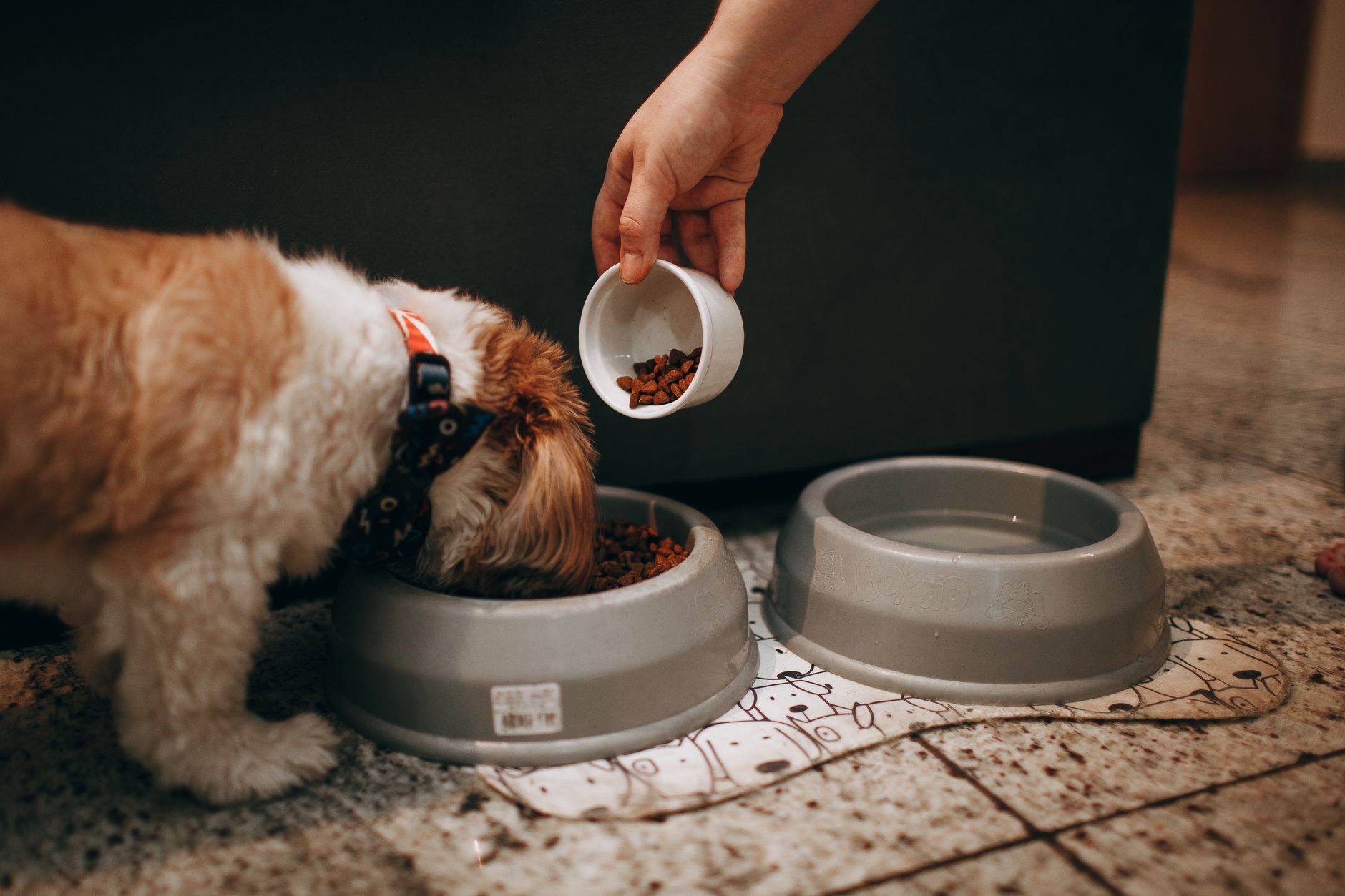 dog food, save money, pet, budget, quality