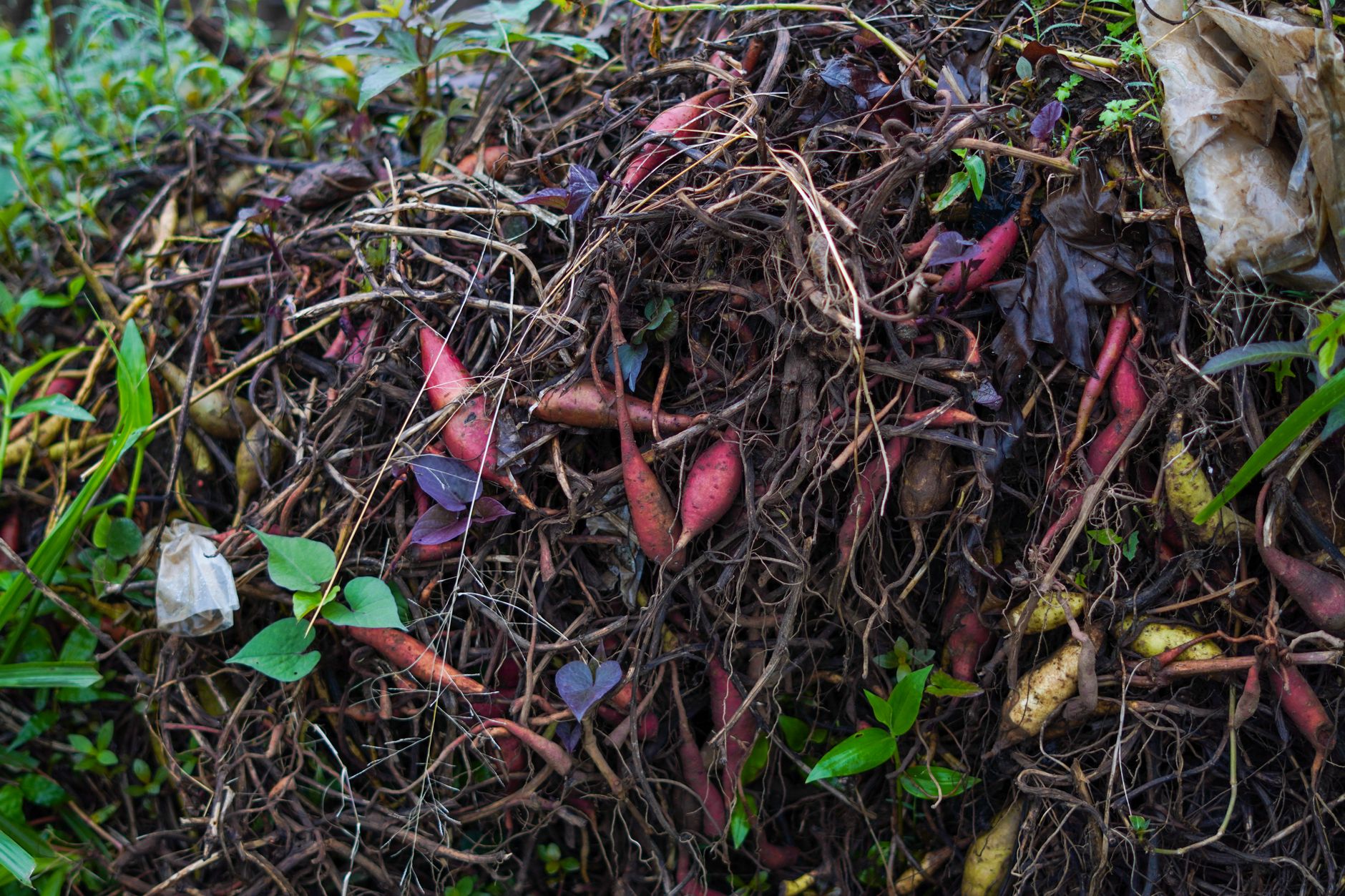 pumpkin disposal, Halloween cleanup, composting pumpkins, garden tips