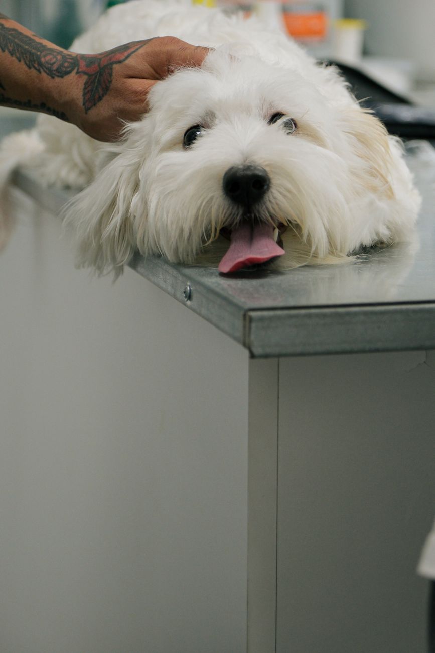 pet care savings, vet costs, pet insurance, dog food, cat supplies