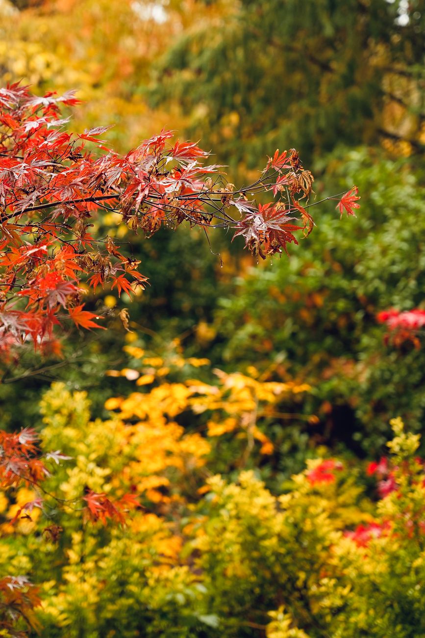 garden, first frost, prep, fall, plants