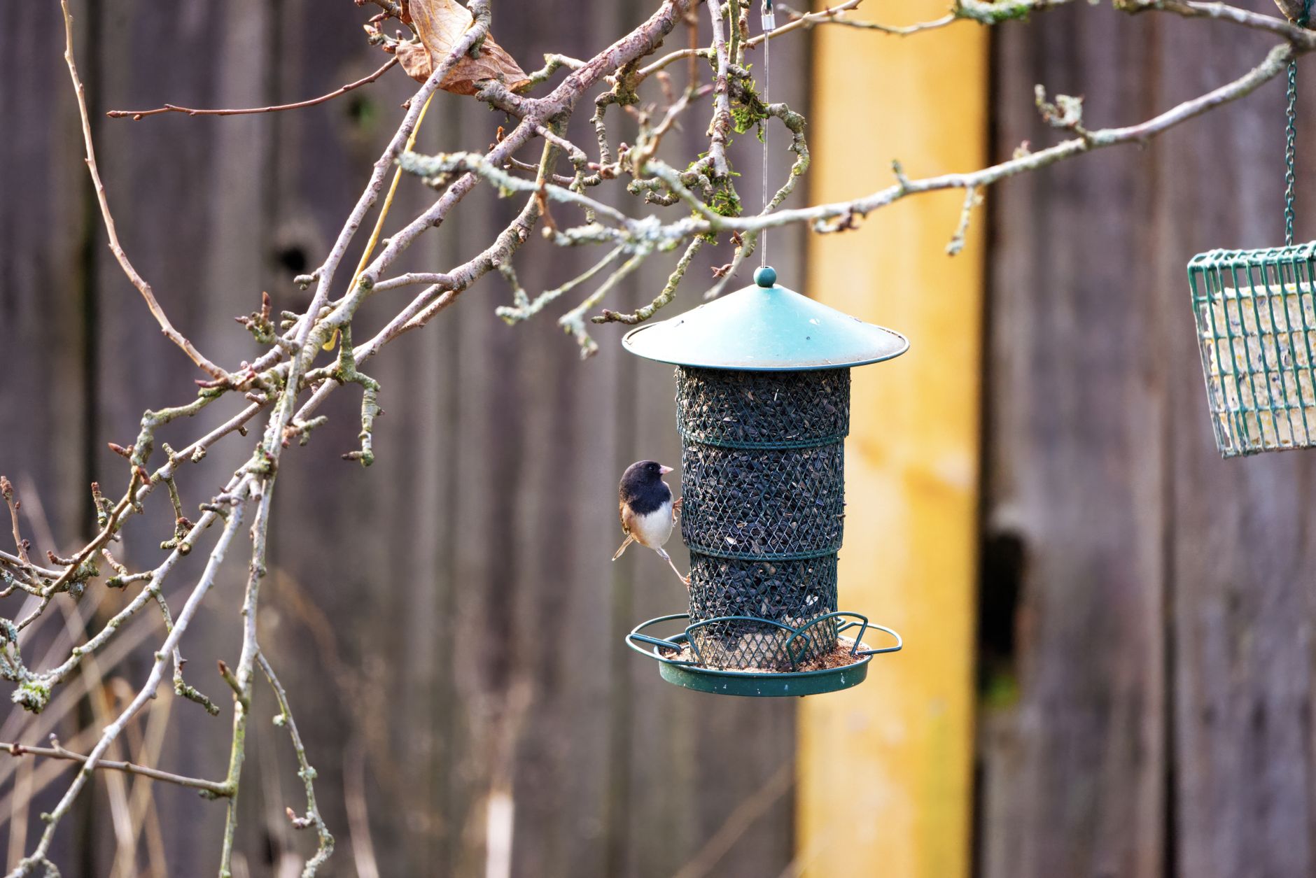 bird feeder, winter birds, set up bird feeder, backyard birds, bird seed