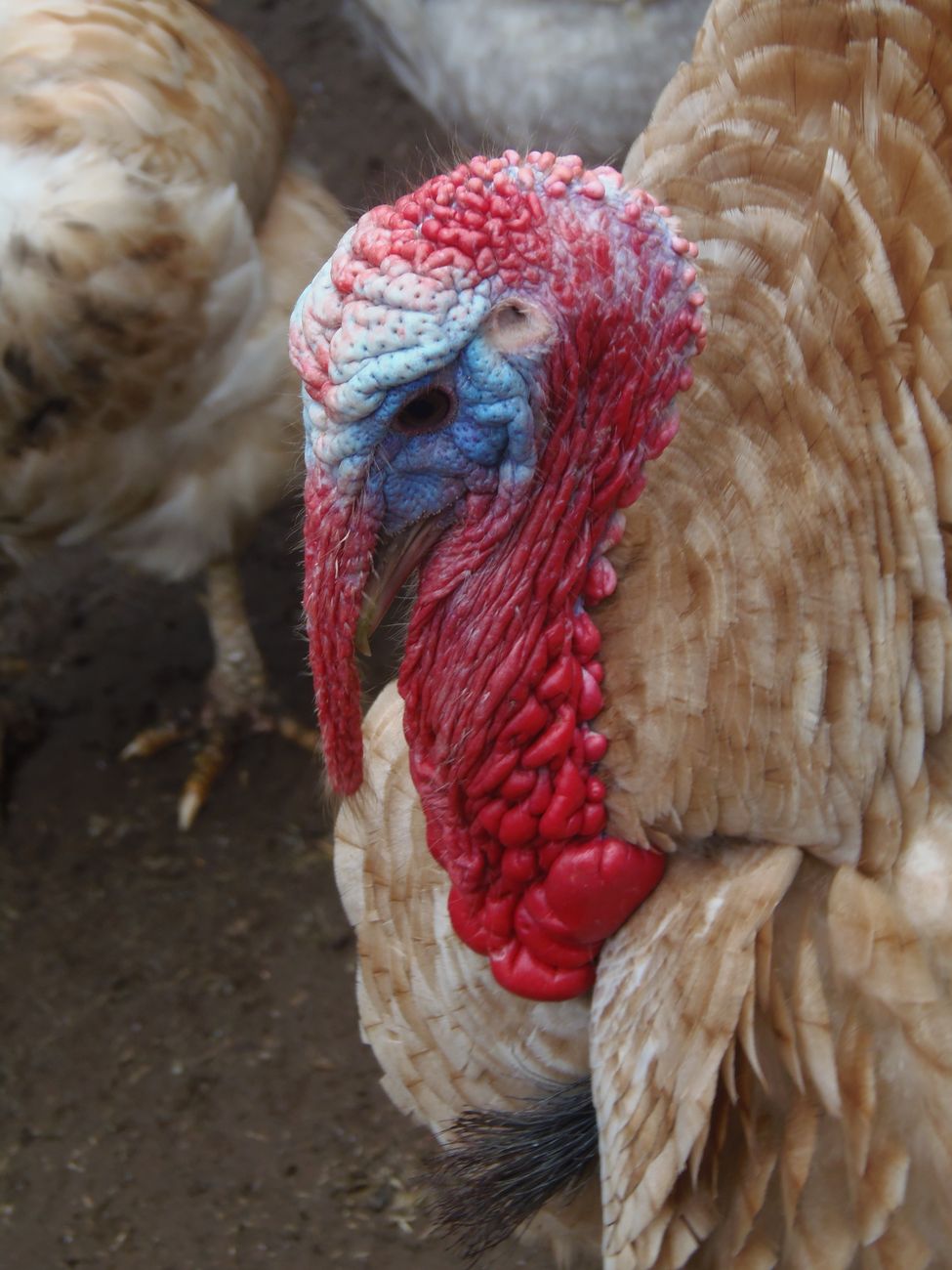 thanksgiving prep, turkey, timeline, make ahead, hosting, stress free, holiday