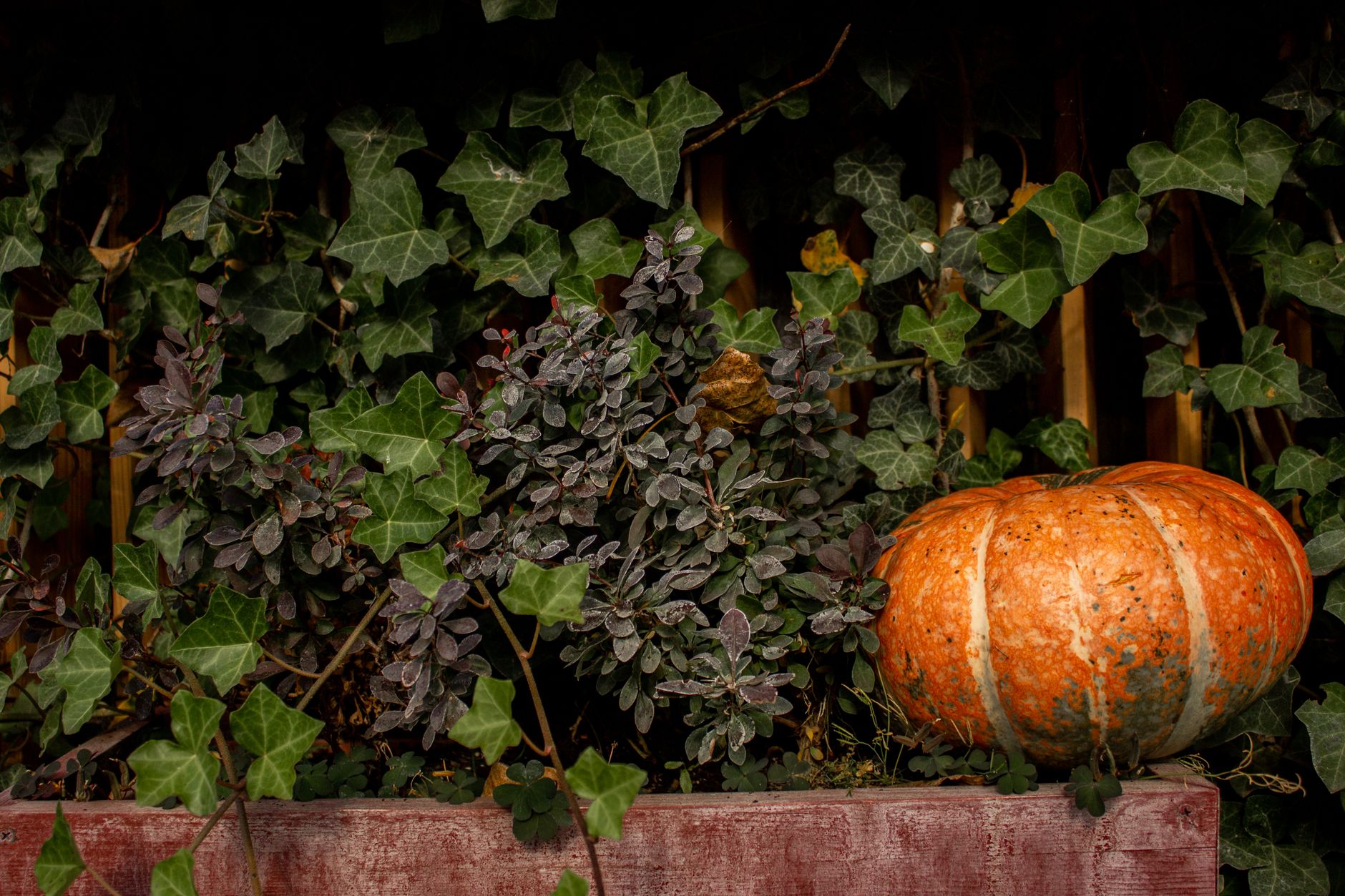 fall garden cleanup, cut back perennials, leave seedheads
