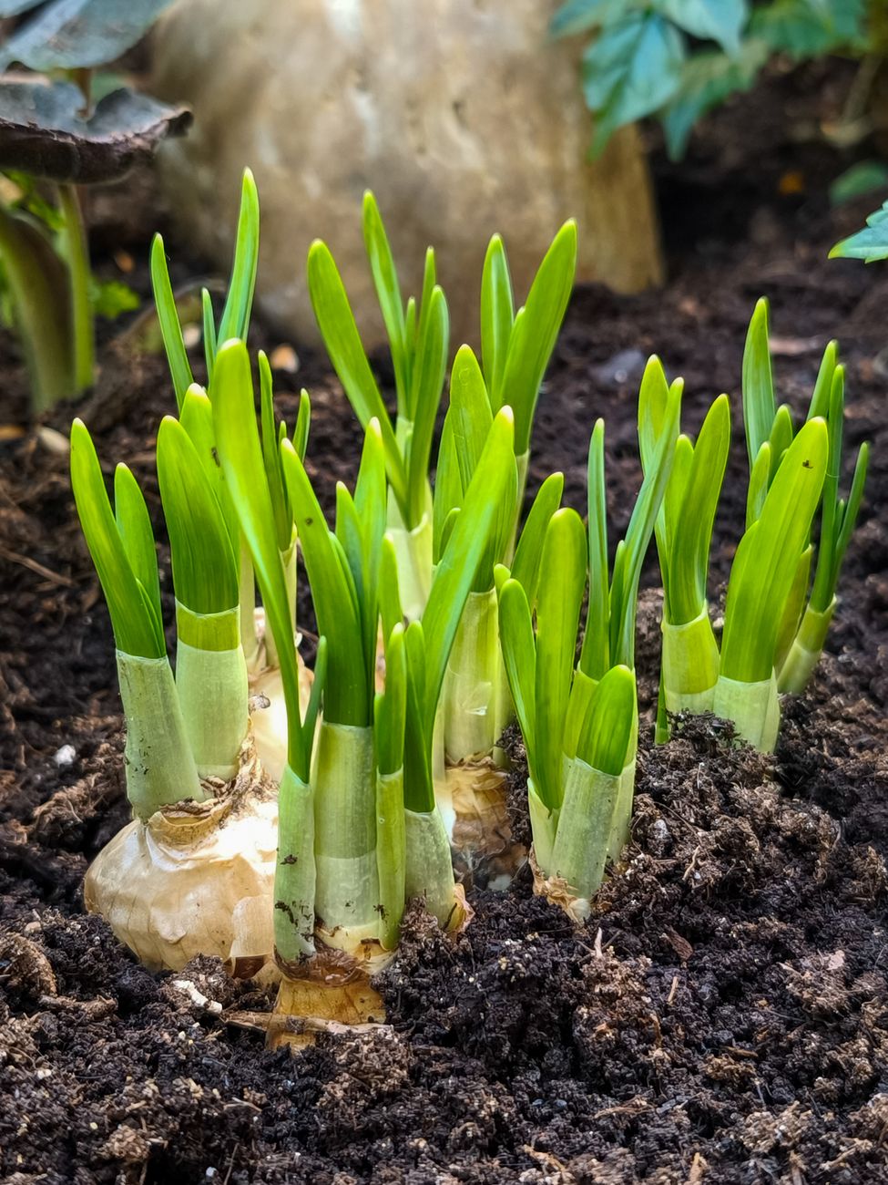 plant bulbs, spring bulbs, tulip, daffodil, fall planting