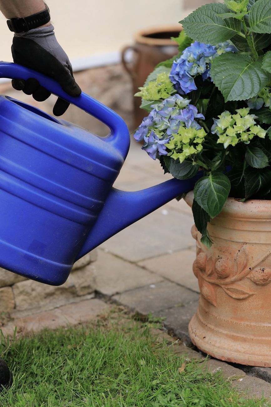 flowers, summer heat, keep alive, watering, garden