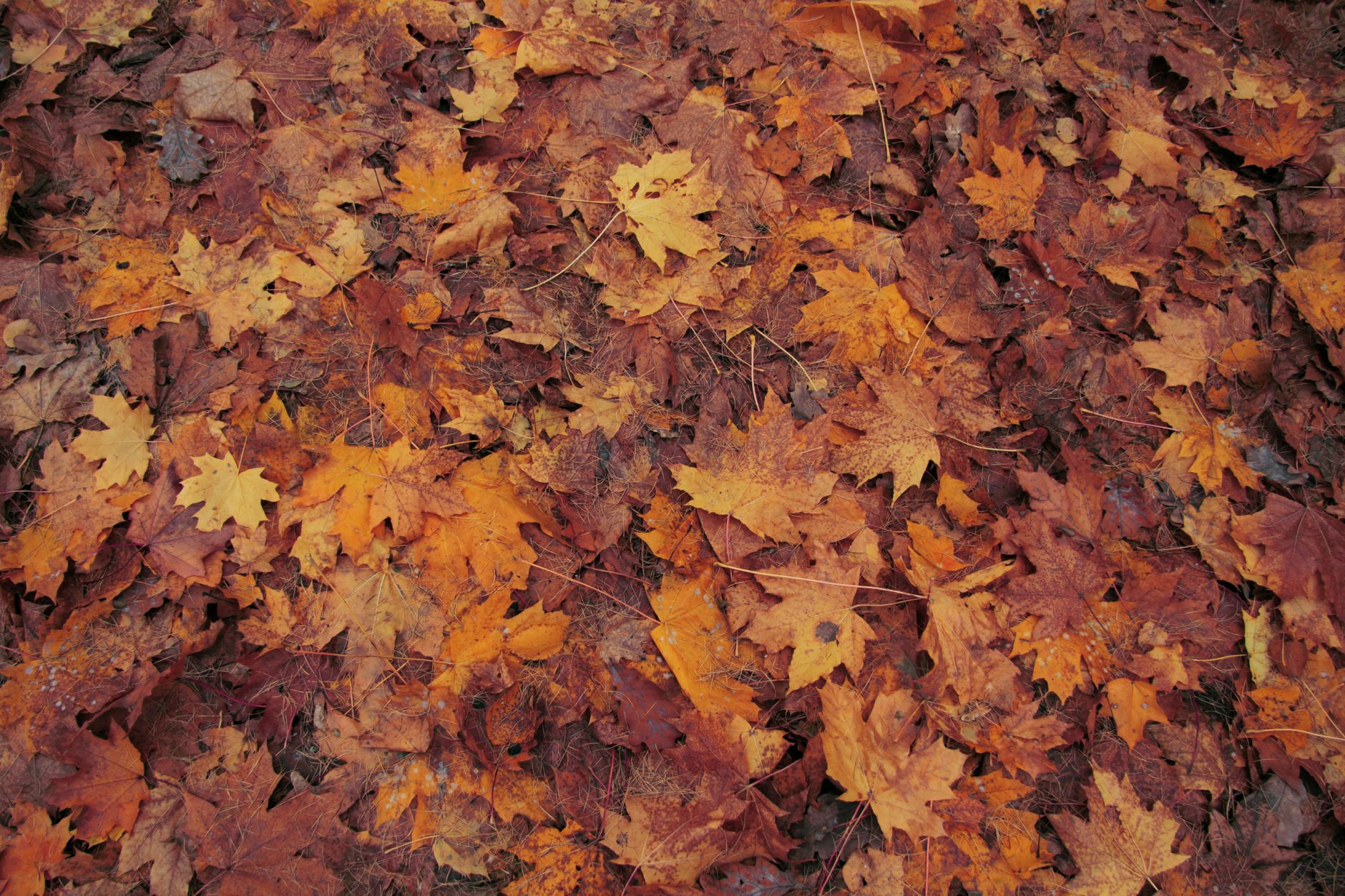 fall leaves, rake alternative, tarp, lawn mower, leaf cleanup, autumn yard